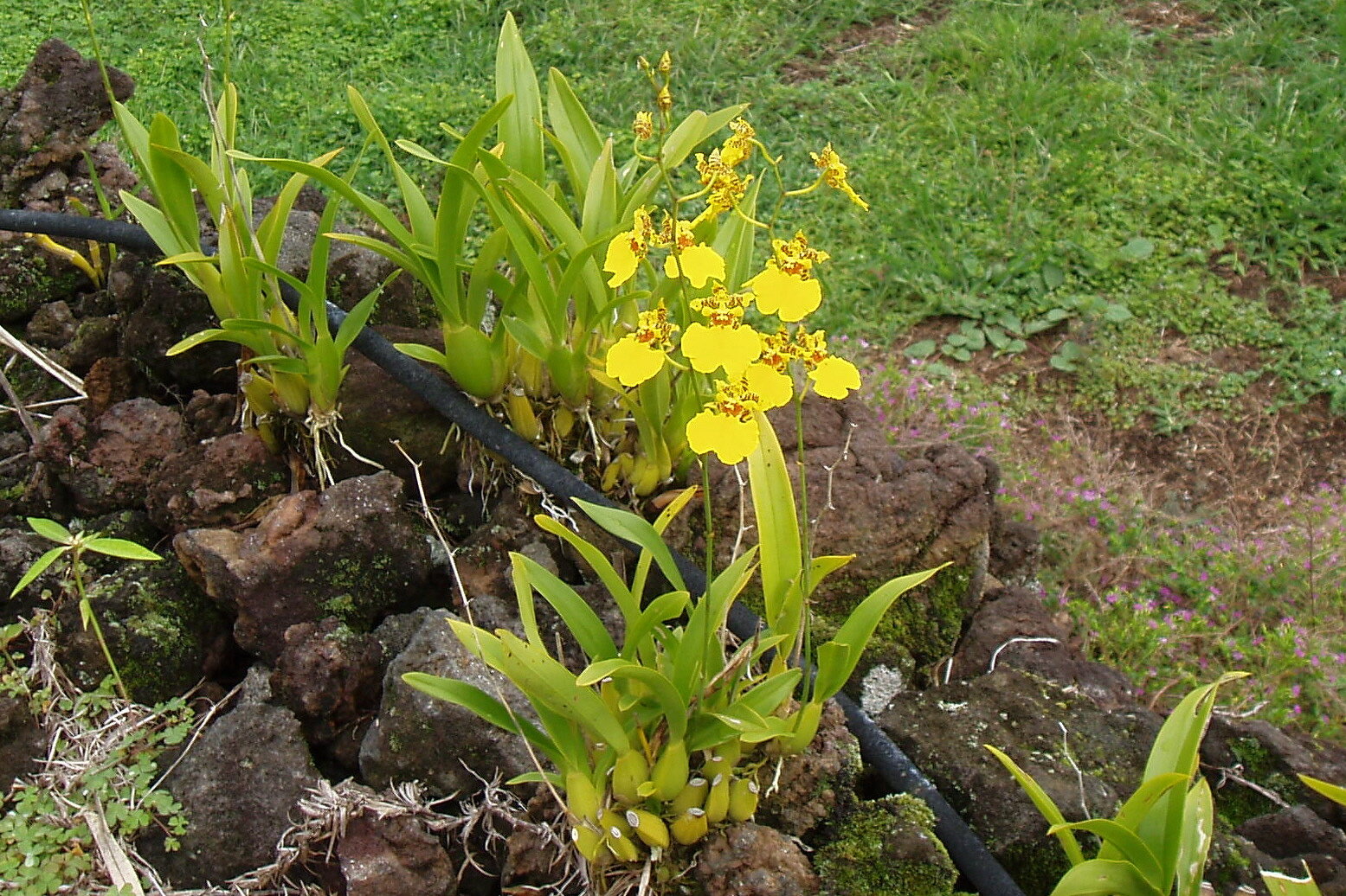 oncidium orchid 4x6.jpg