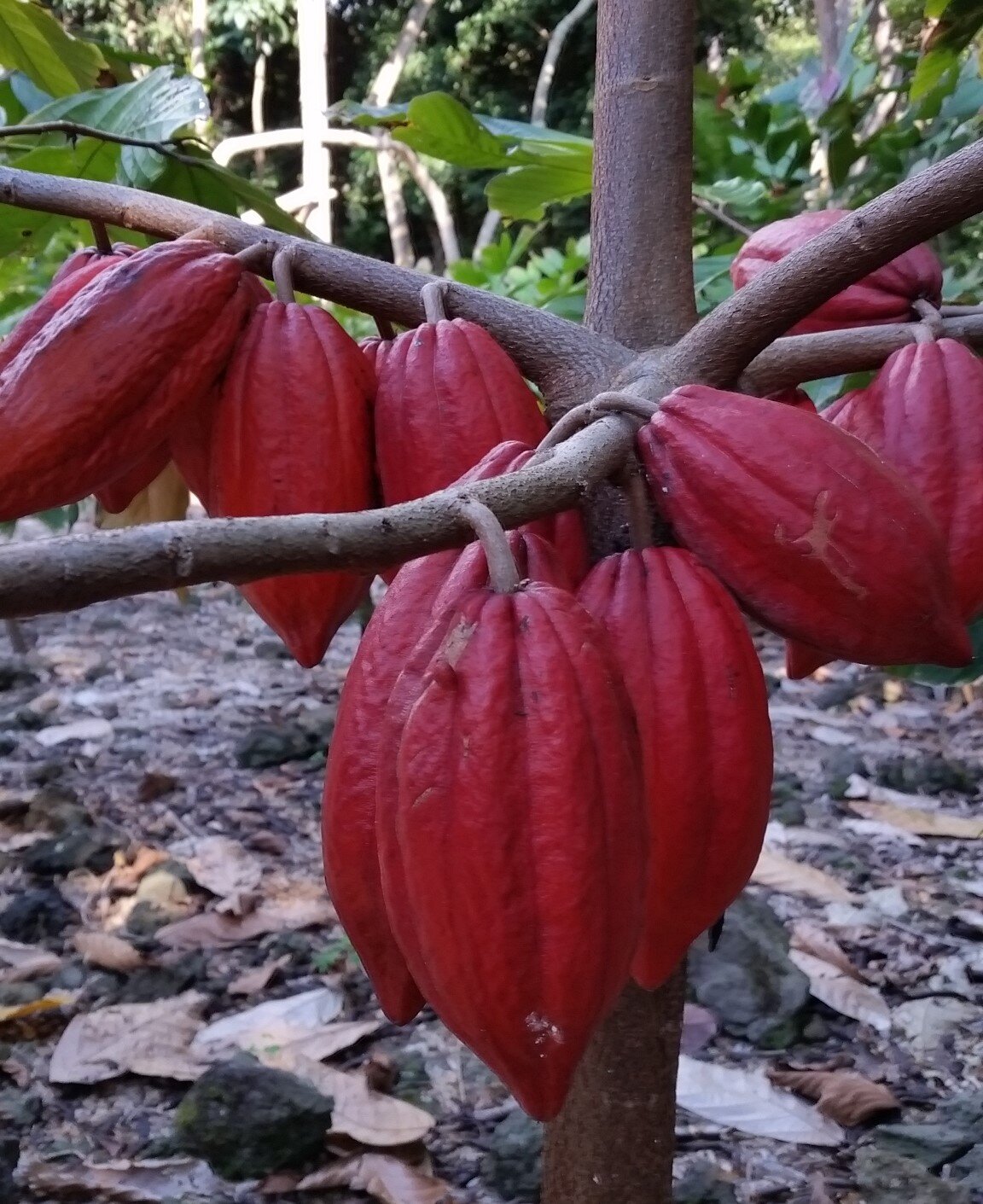 ripe cacao pods.jpg
