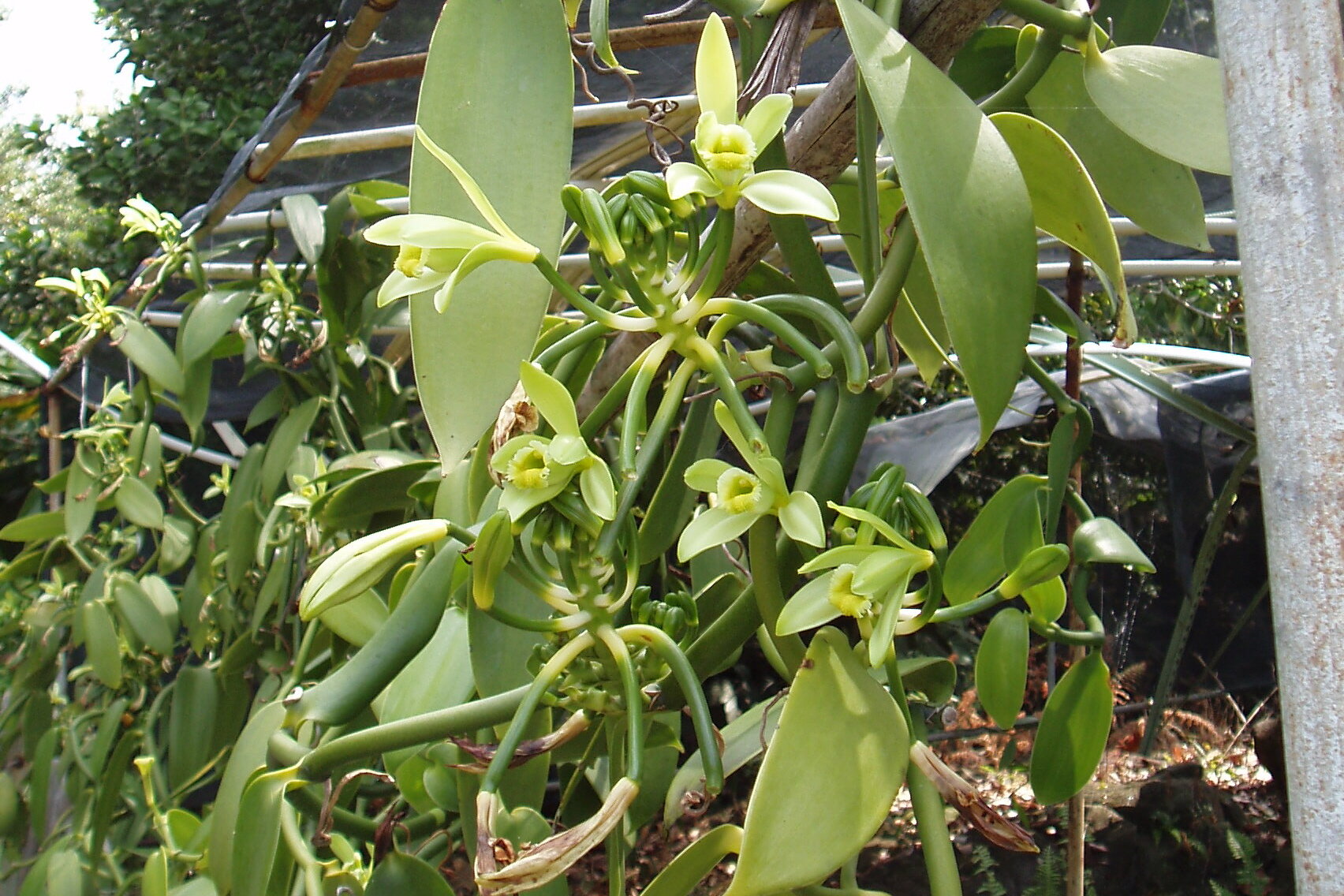 vanilla orchids and green vanilla beans