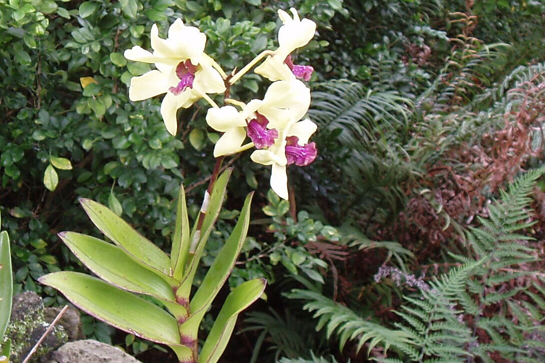 white & purple orchid 4x6.jpg