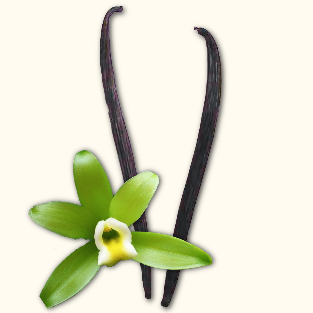 Vanilla-Beans-With-Flower.png