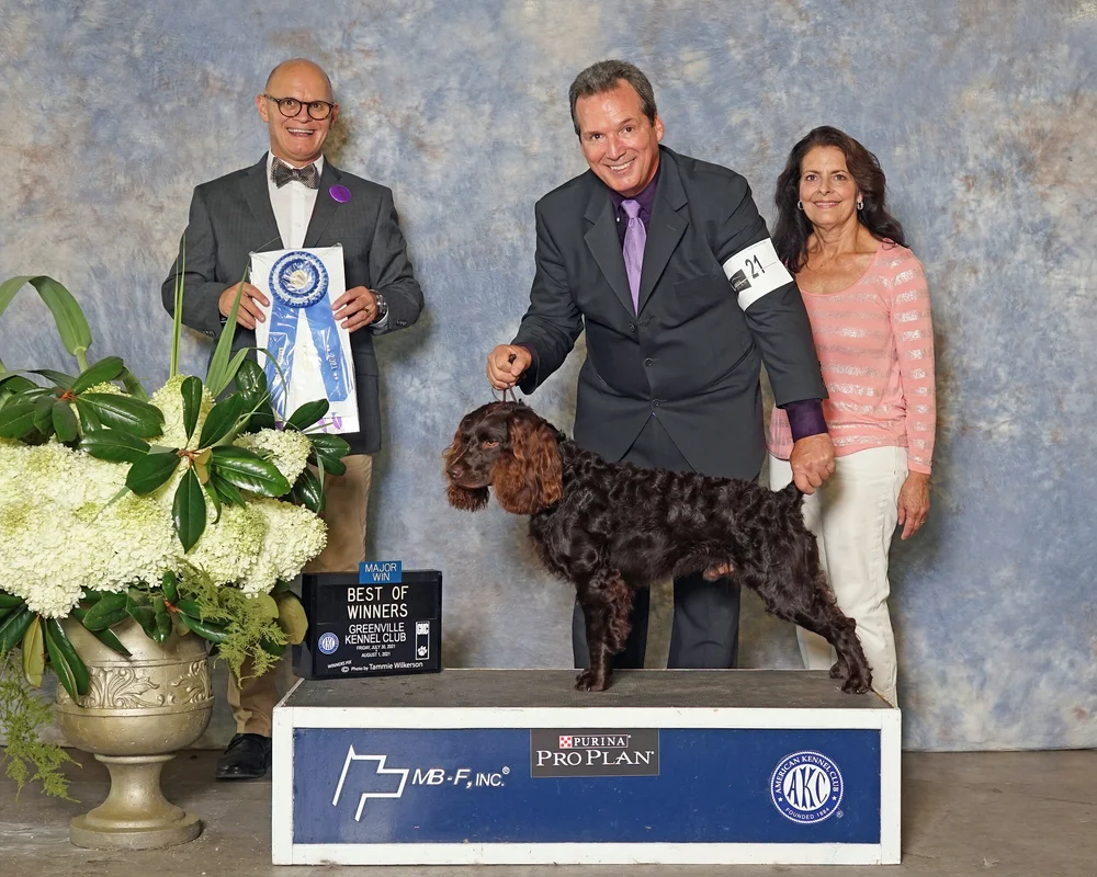 Dr Watson Boykin Spaniels