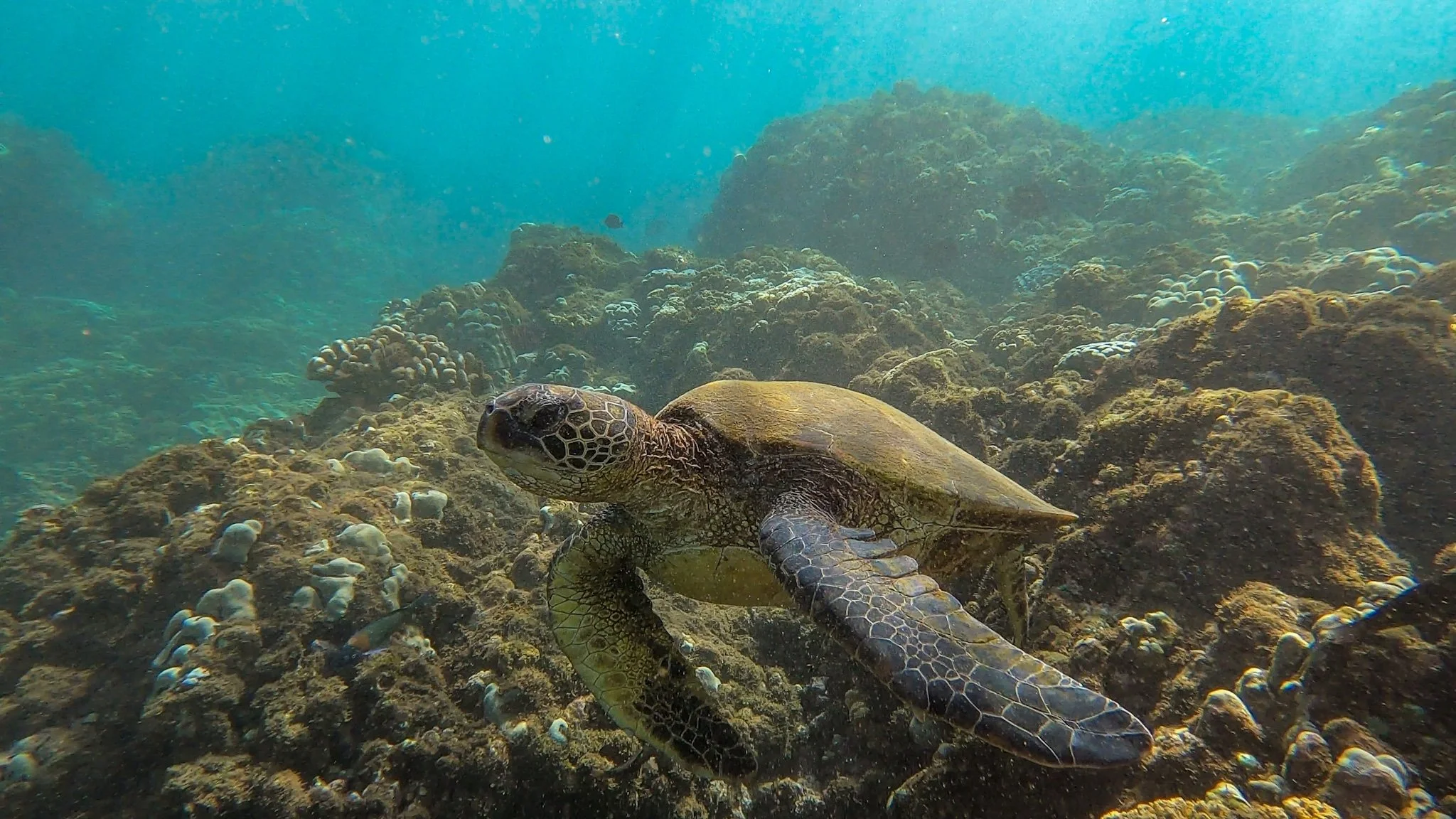 GPTempDownload 3.JPG