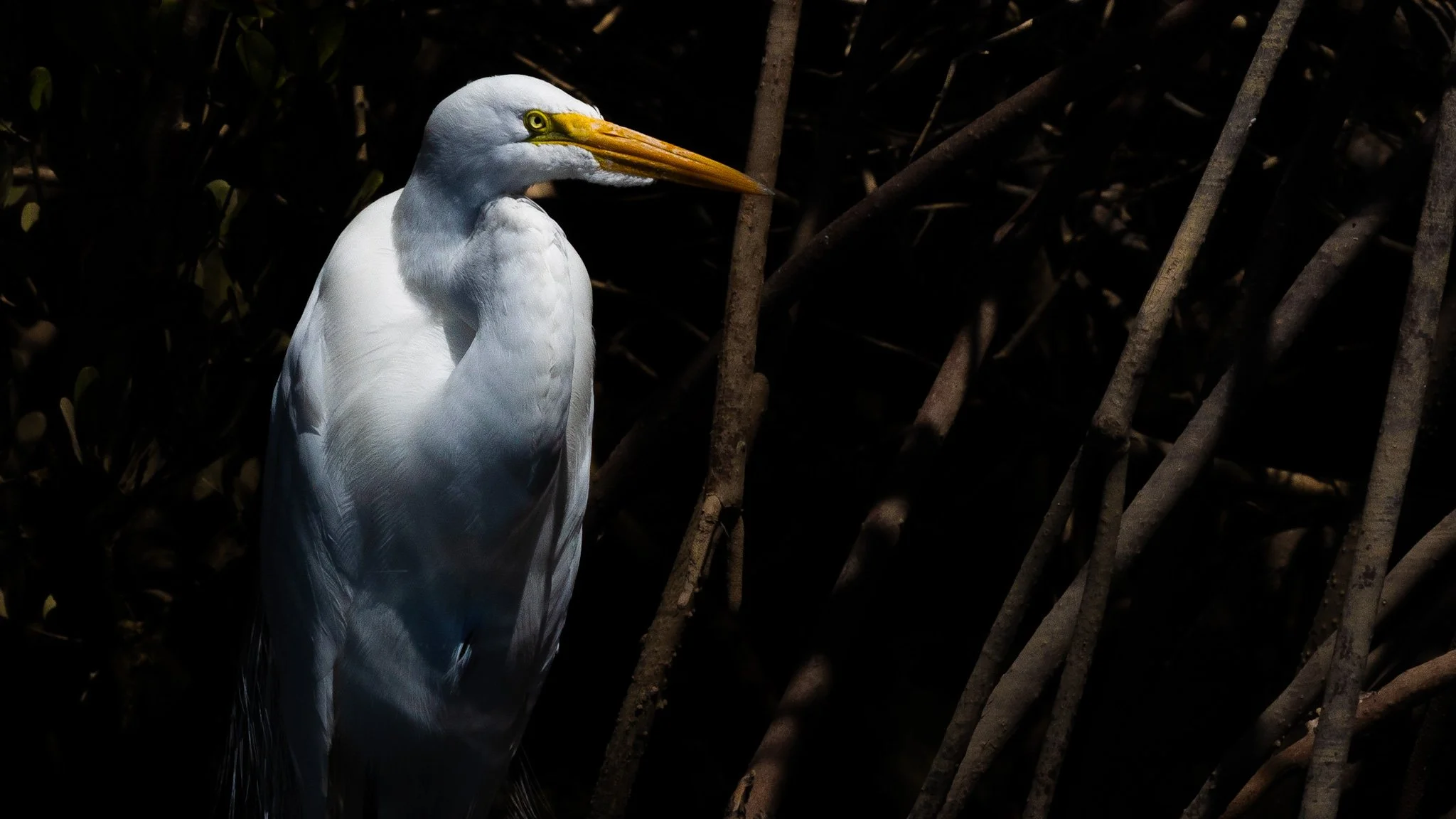 Lindblad Expeditions: Wild Baja California Escape