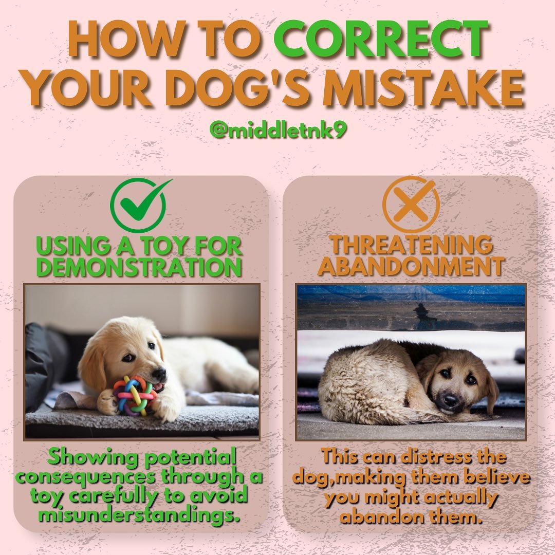 Ever wonder how to show your dog the right way to behave? We use toys to gently demonstrate consequences, making it clear and fun! Let's avoid misunderstandings together. 🌟🐶

Join our Boarding and Training Program today! 🐾🏡
🌐 https://middletnk9.