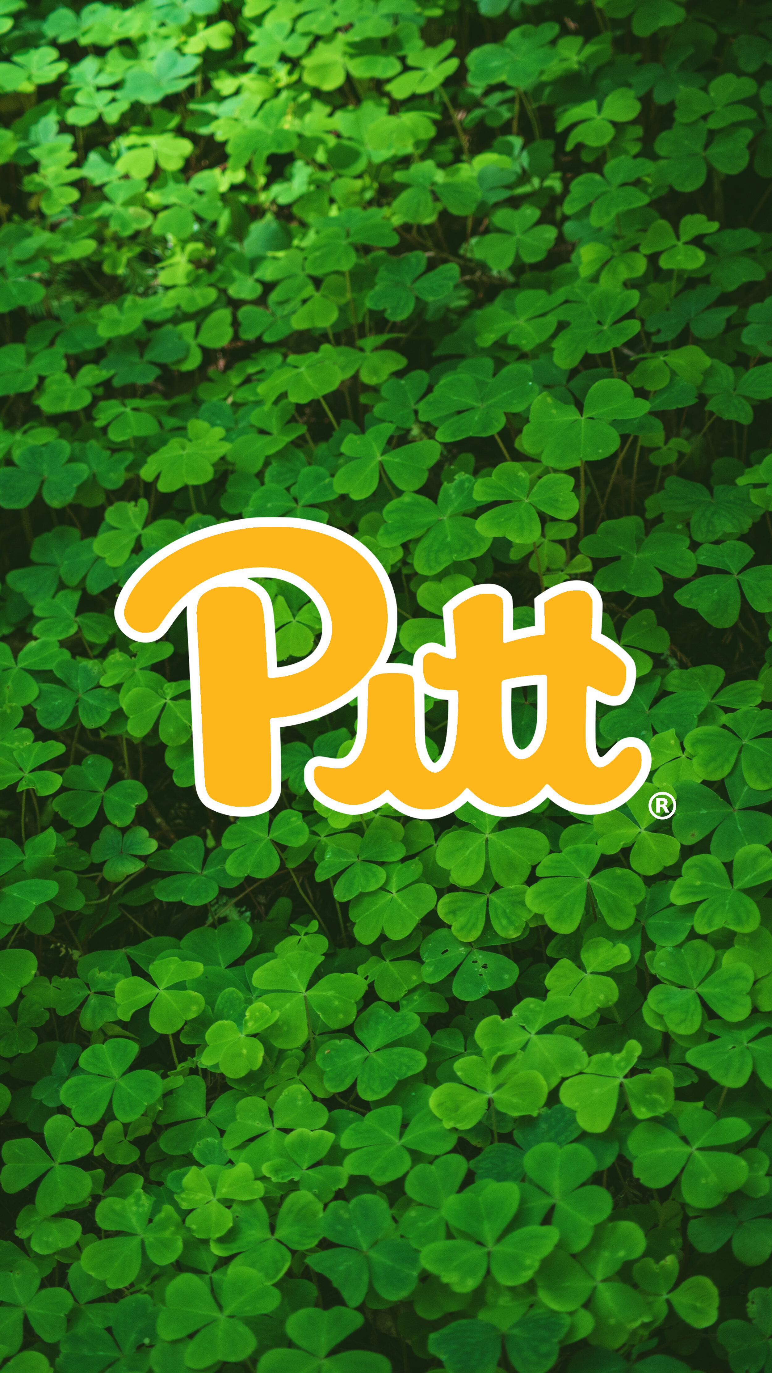 Pitt Script Clover Background.jpg