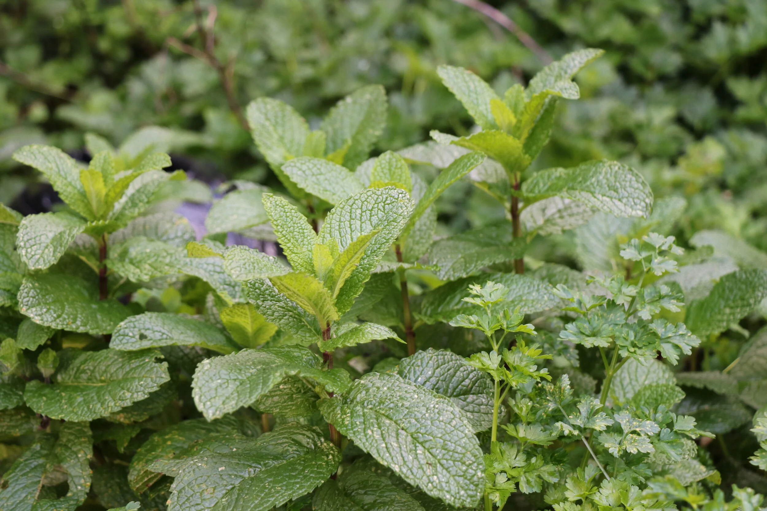 Fresh herb garden 2.JPG