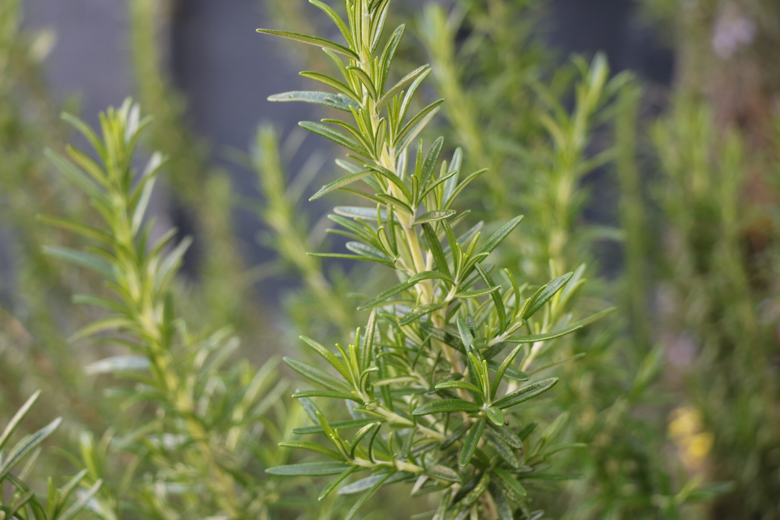 Fresh rosemary.JPG