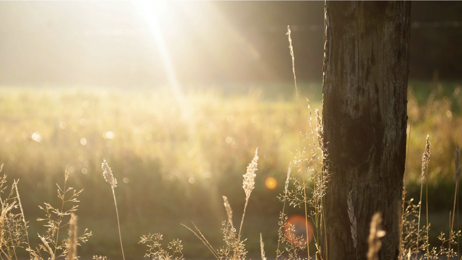 Gratitude Begins in the Ordinary