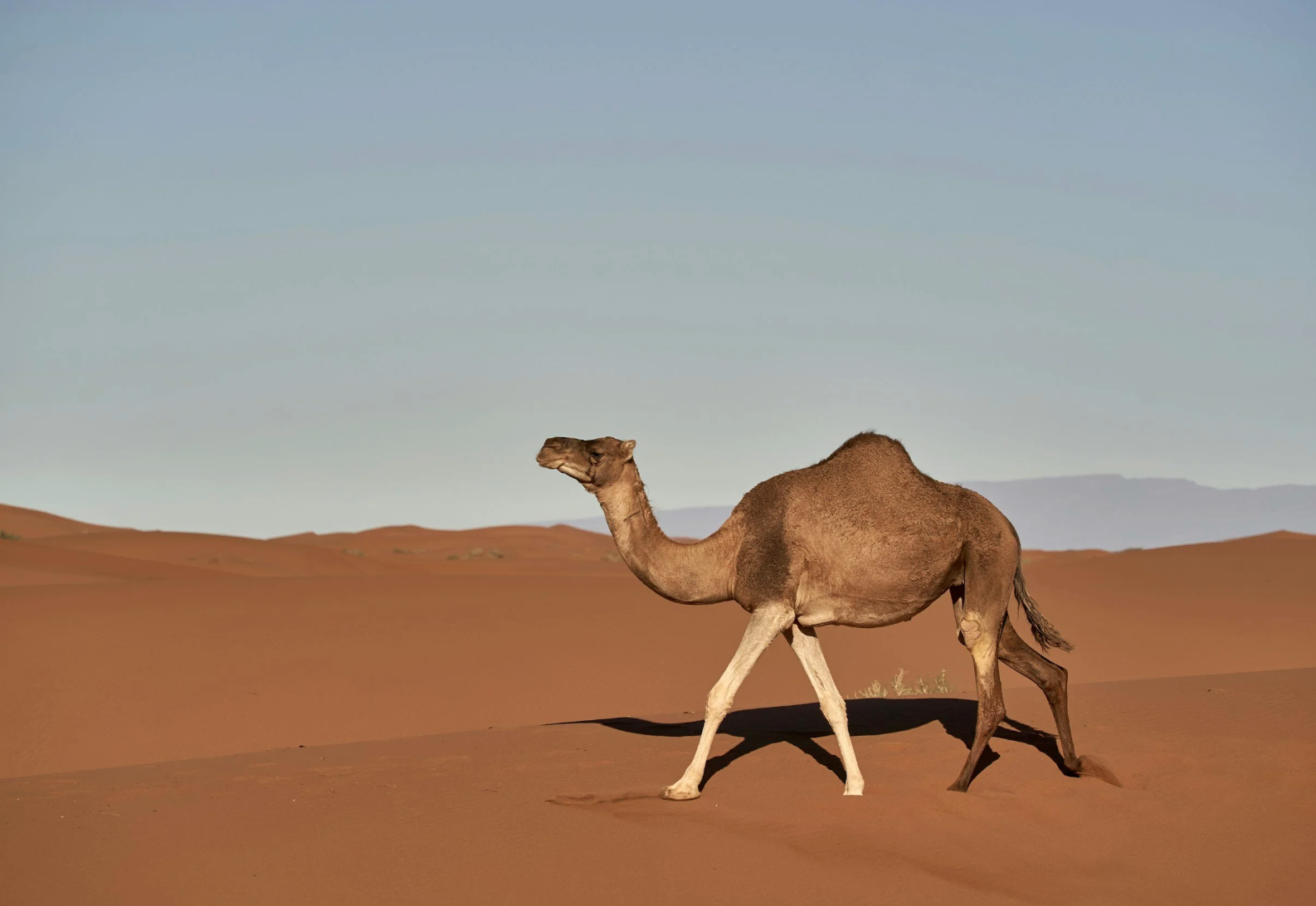 Trust in God, But Tie Your Camel