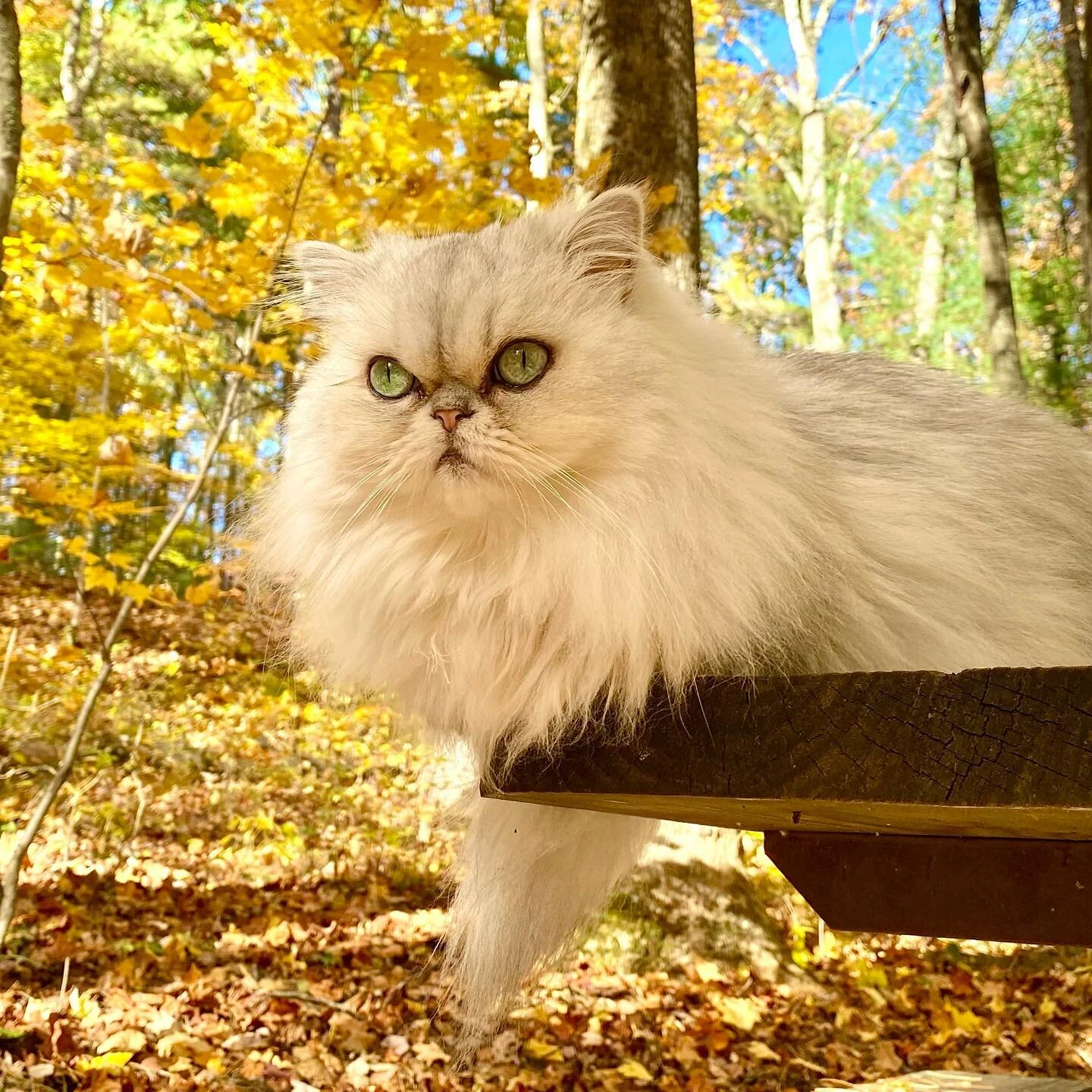 It&rsquo;s National Cat Day! 🐈🐅🦁🐆No matter the size of the cat&hellip;I love them all! Definitely my favorite creature on this planet to photograph.

Phinny will be getting some extra face smushes today in celebration!

💖🧶🤘🏻🌎😻📸 #explorewit