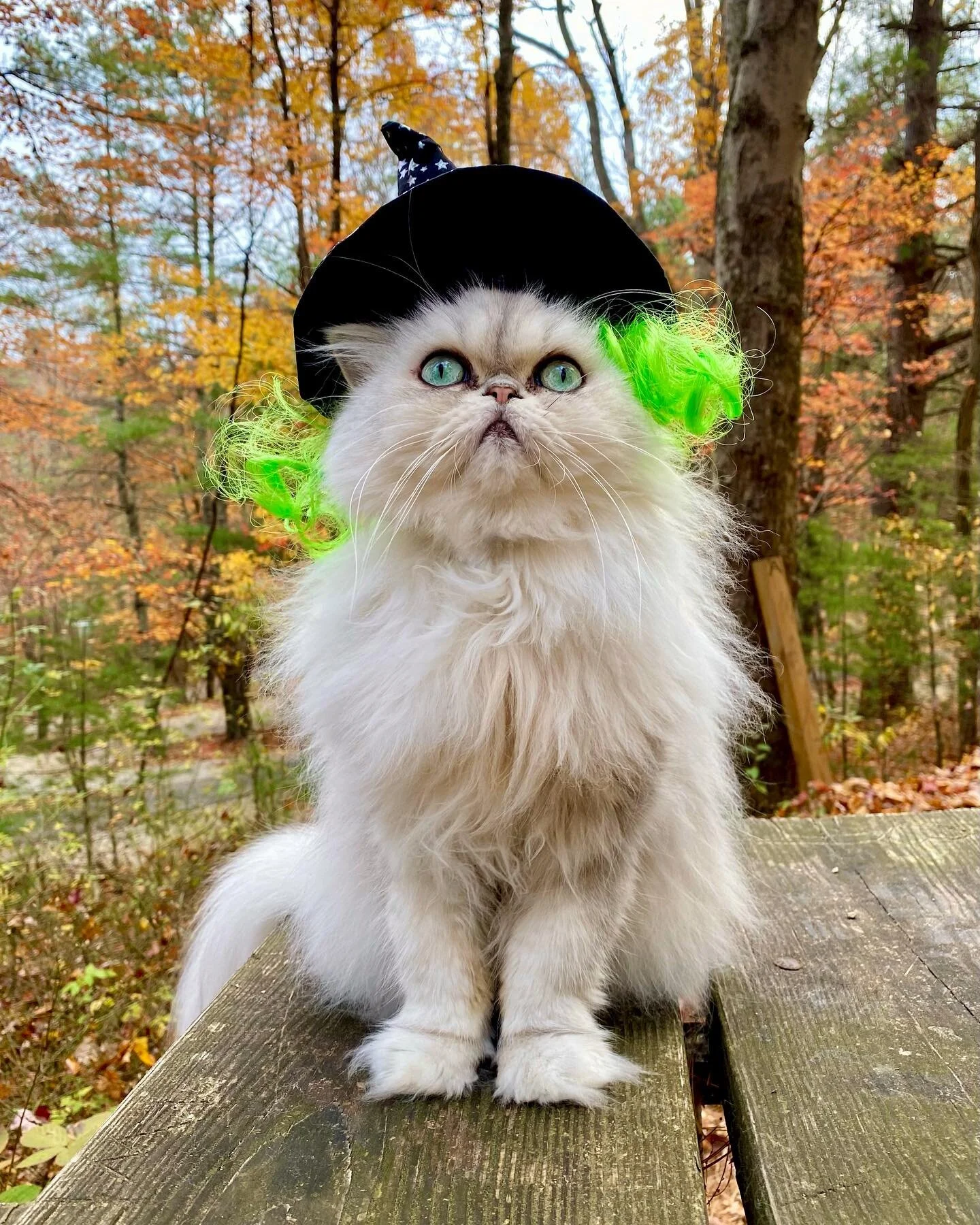 Which Halloween costume should Phinny wear tonight?! She couldn&rsquo;t decide! 🧙&zwj;♀️🐉🎃 

💖🧶🤘🏻🌎😻📸 #explorewithknitsy #travelwithknitsy #knitwithknitsy