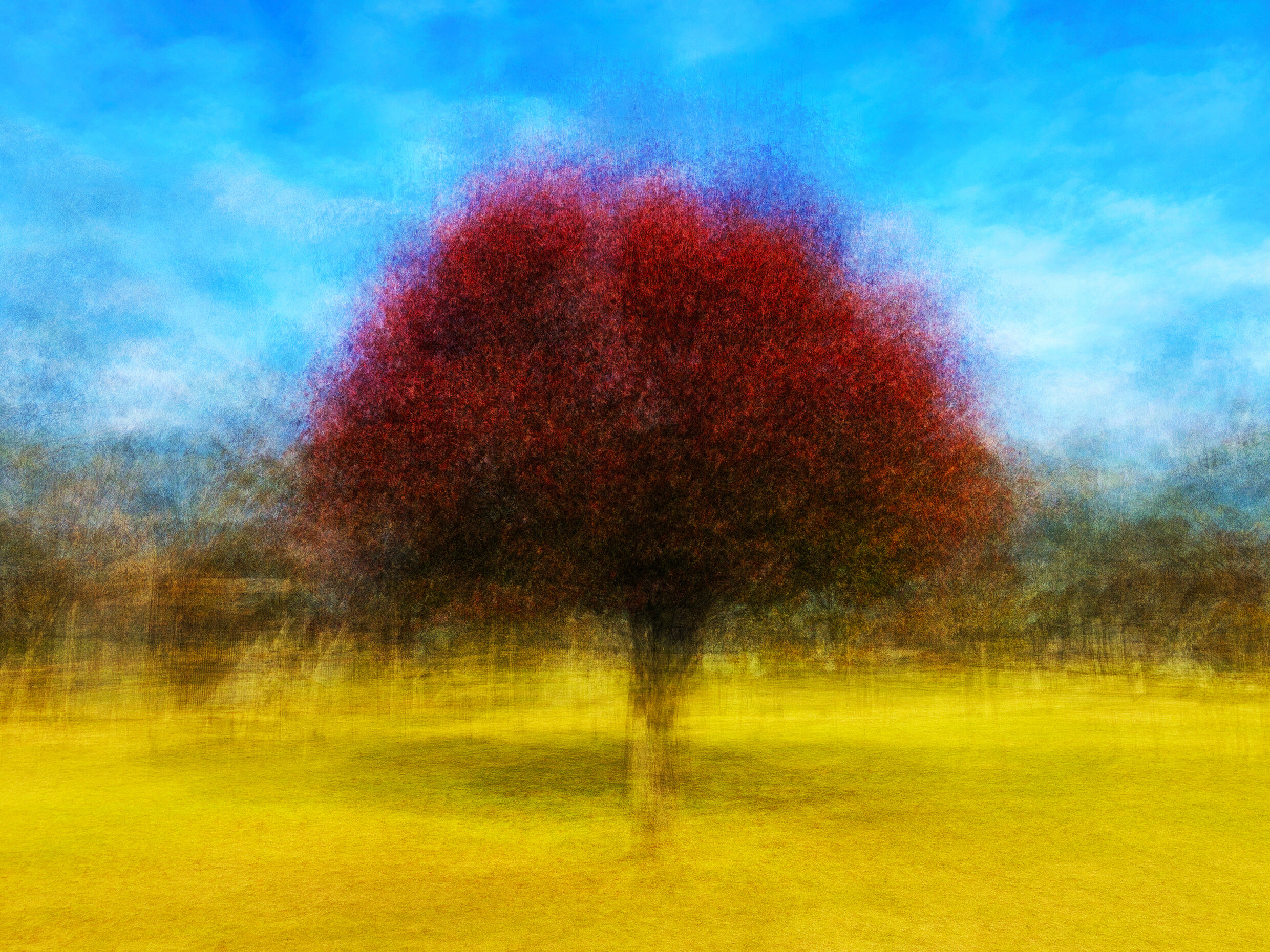 Manchurian Pear, Barkers Creek, May 2019