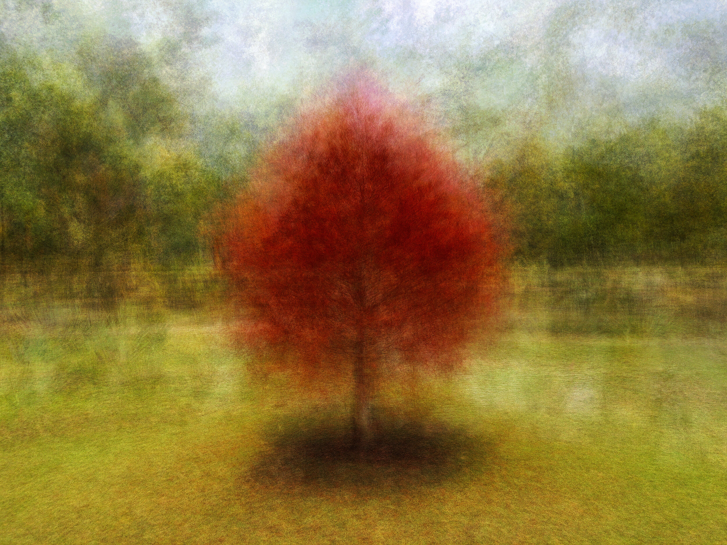 Bog Cypress, Castlemaine Botanic Gardens, May 2018
