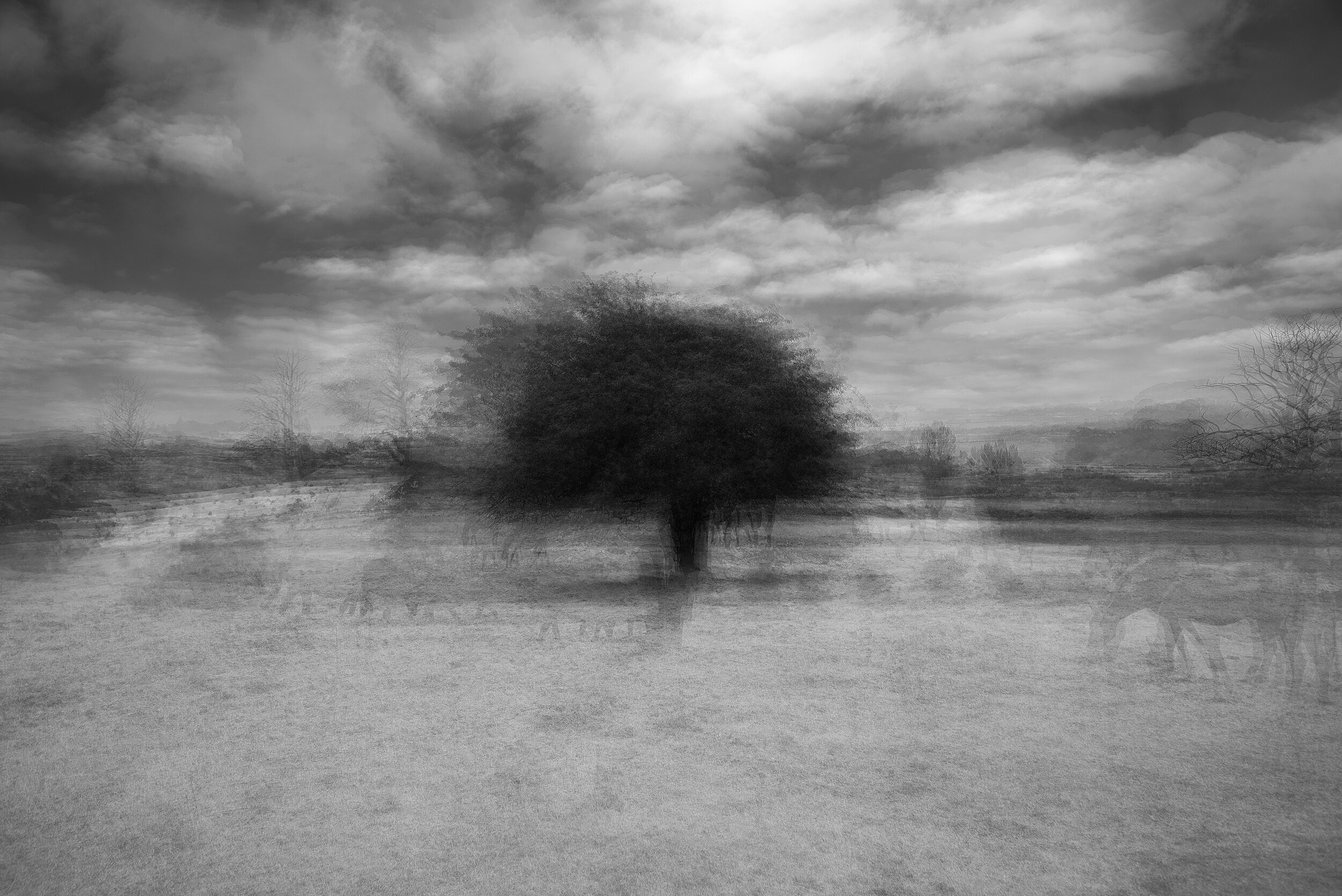 Hawthorn, Edgecomb 11-1-20