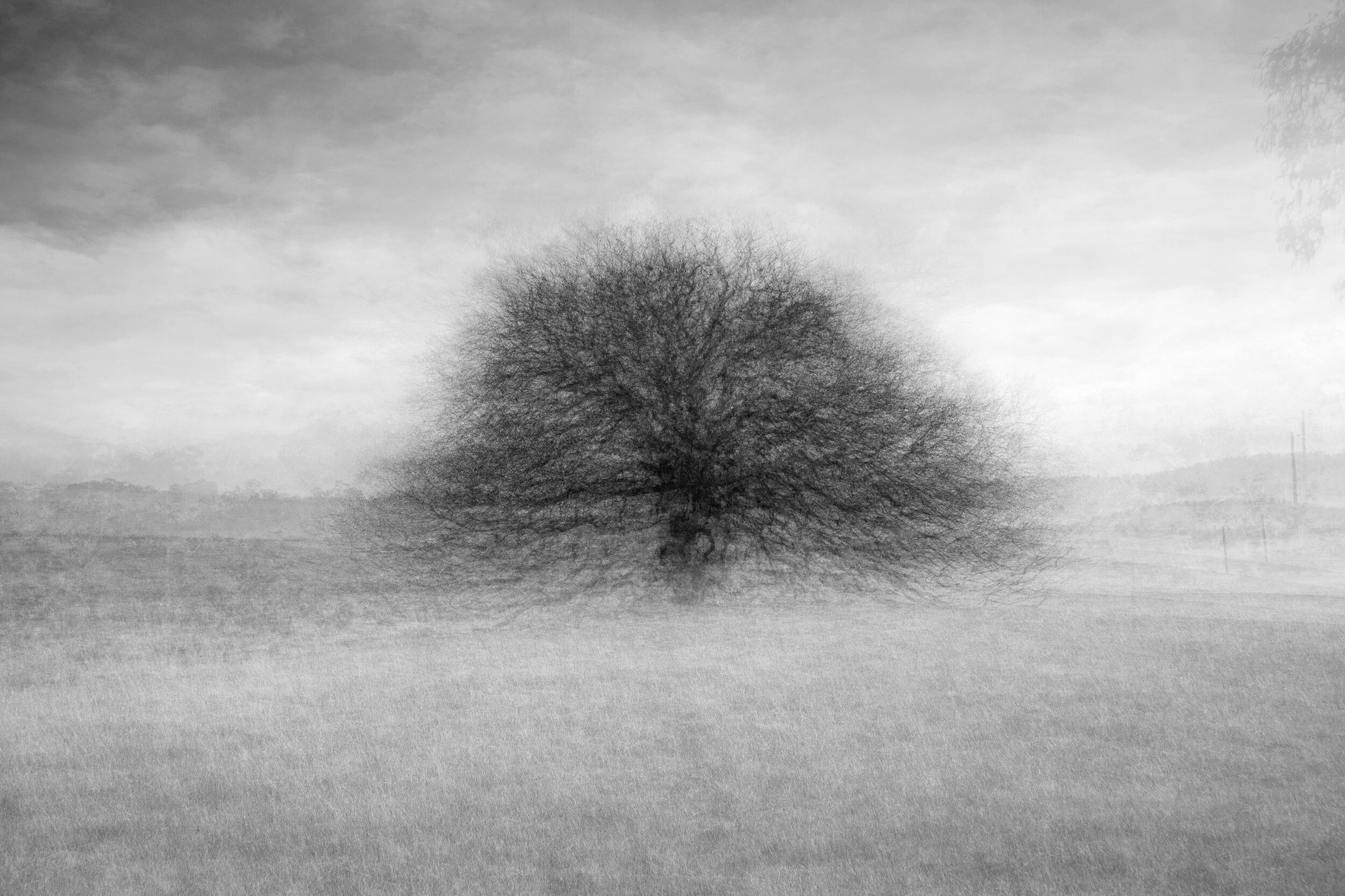 Oak, Glenluce 4-7-19-3