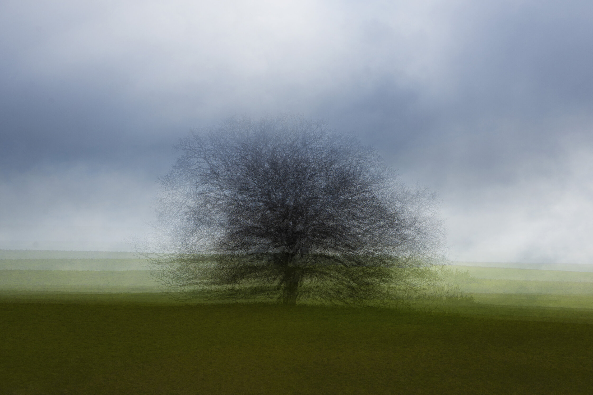 Oak, Glenluce 24-8-20-5
