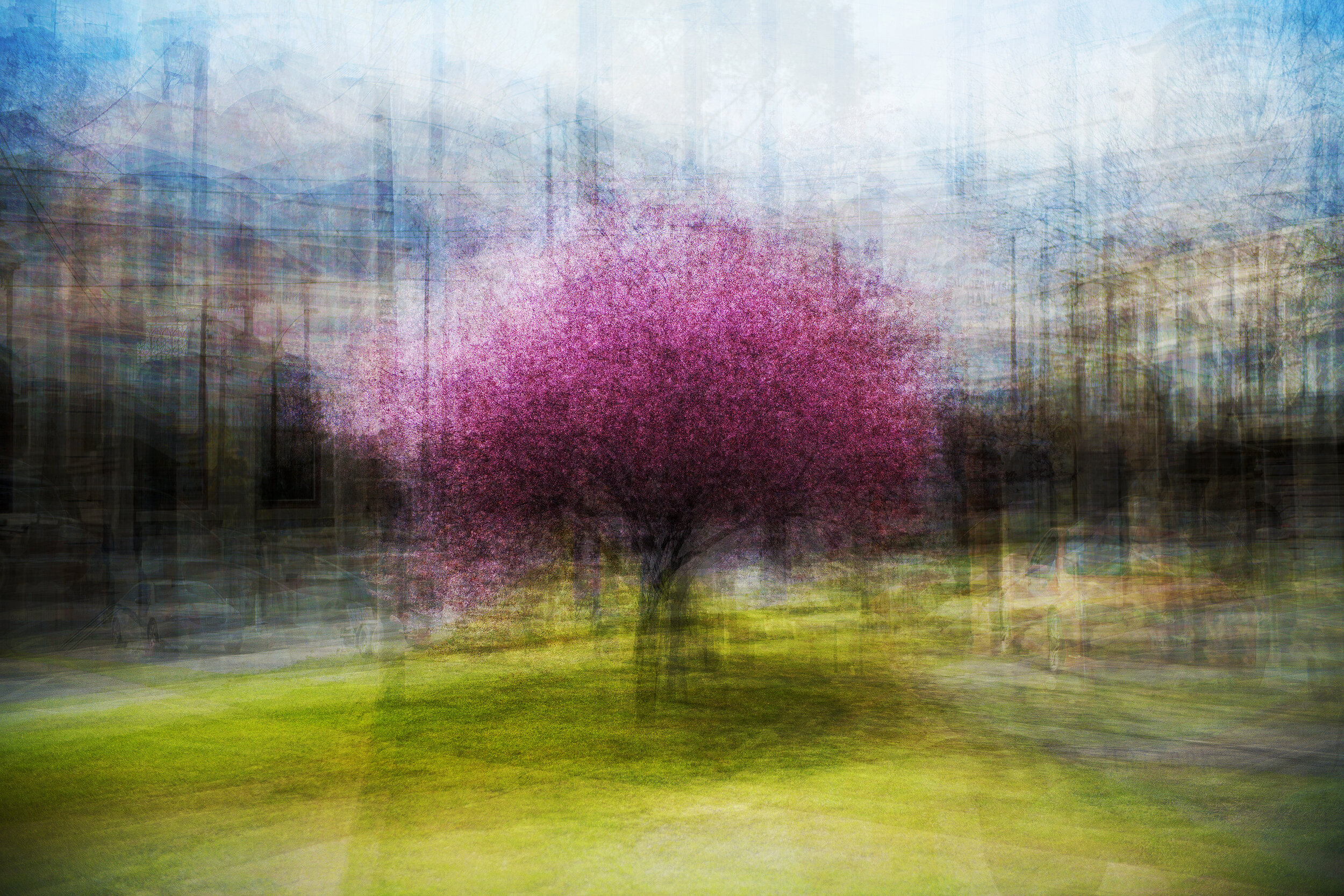 Prunus #1, Barker Street, Castlemaine 5-9-20-1