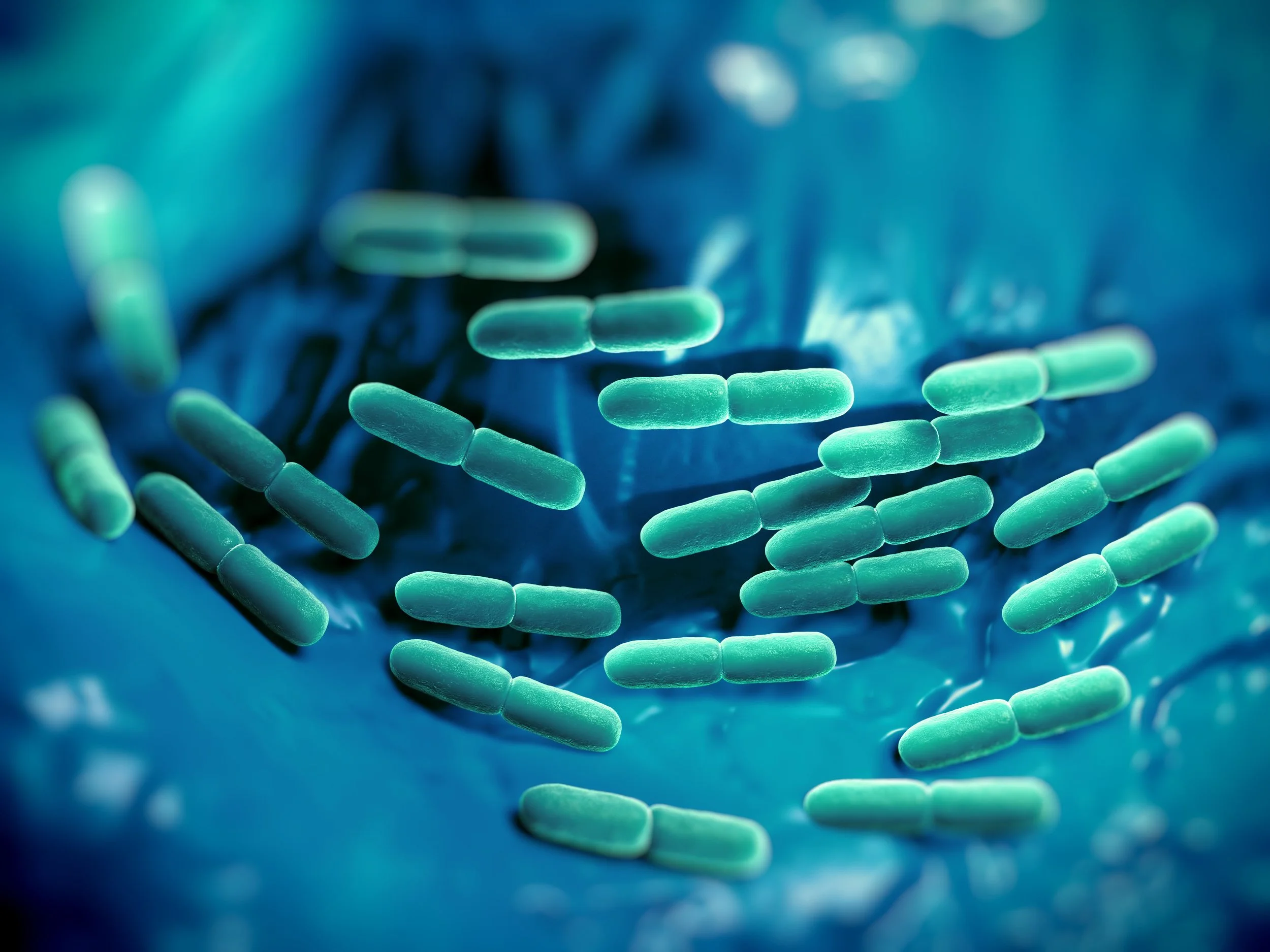 Bacillus coagulans MTCC 5856
