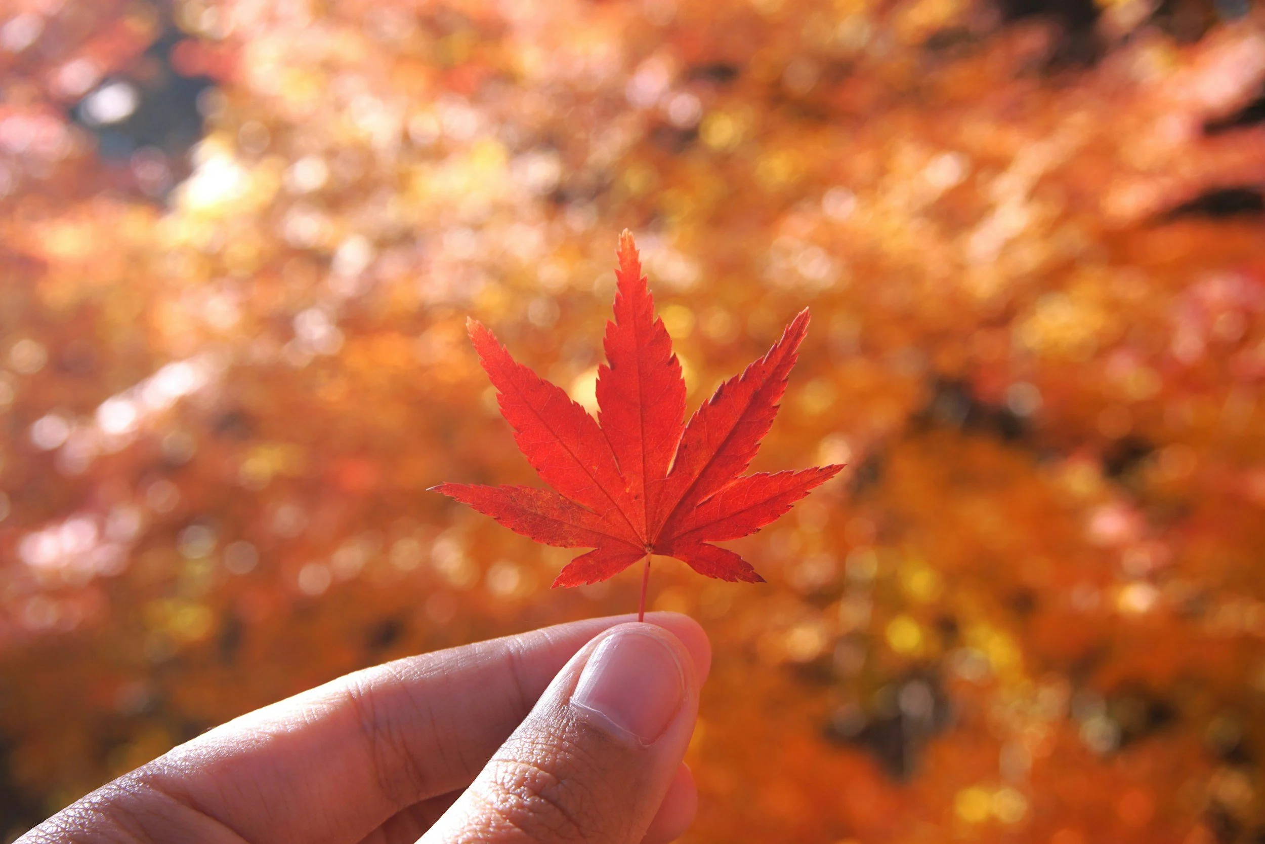 Autumn Equinox Yoga and Sound Bath
