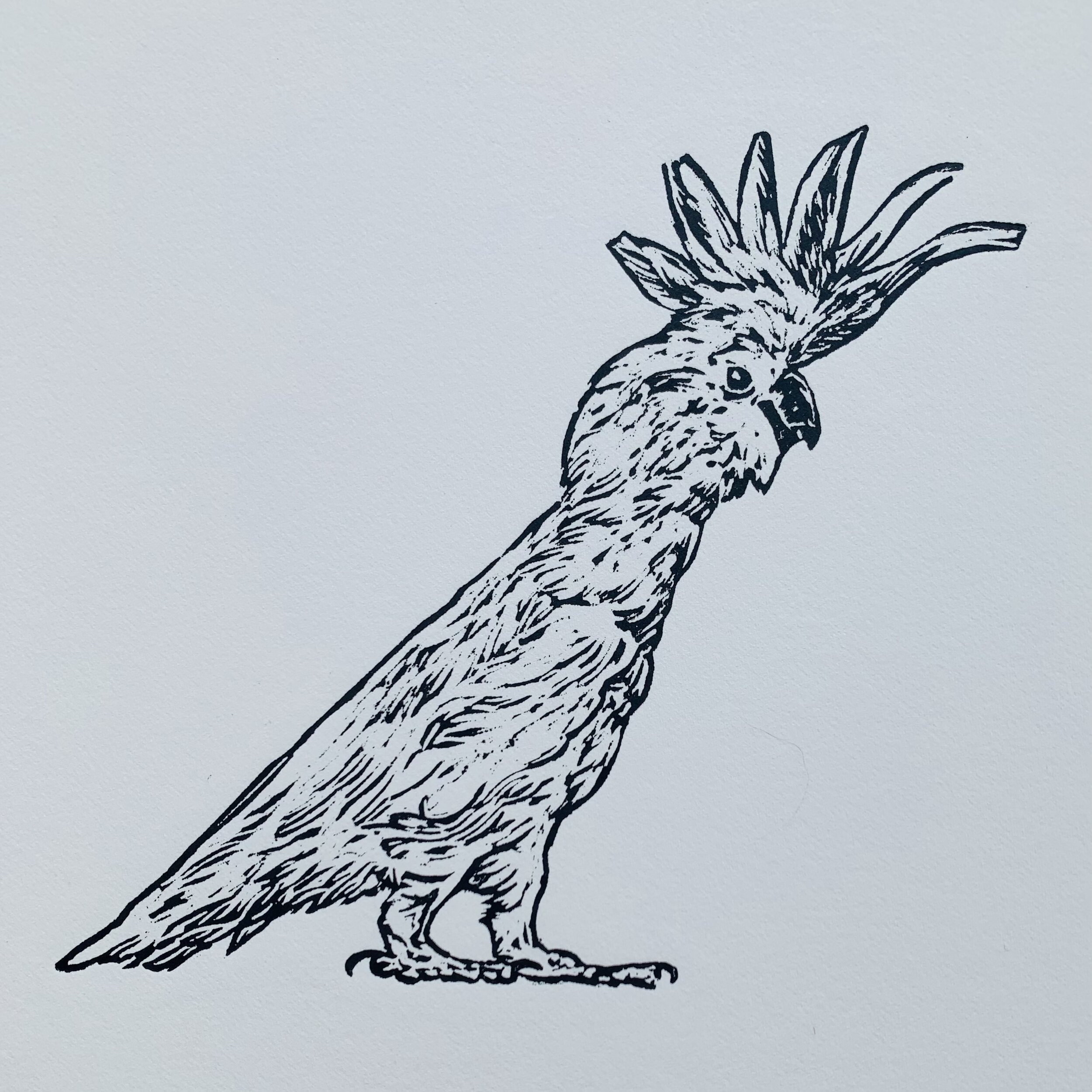 cock46.jpeg