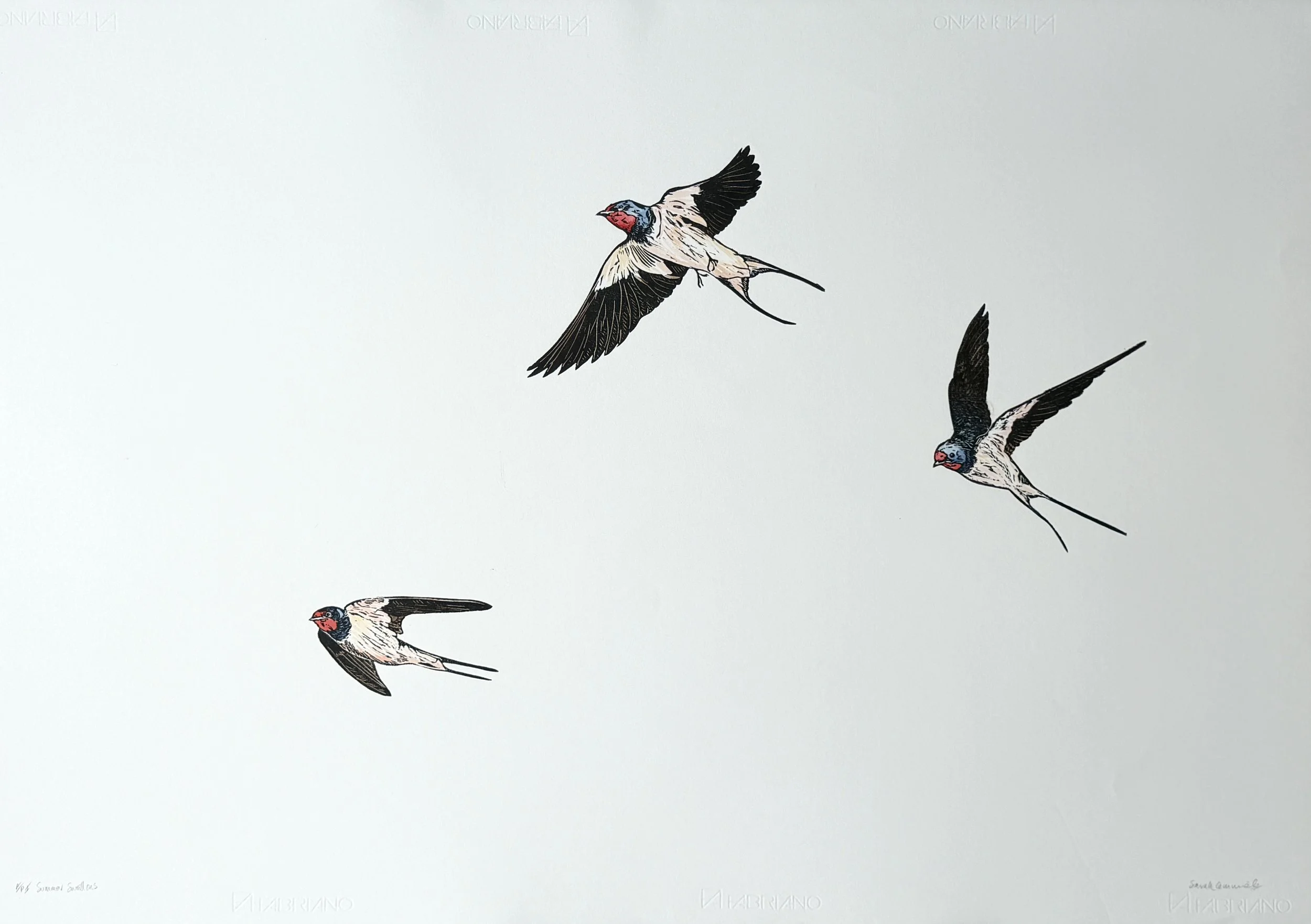 Summer Swallows