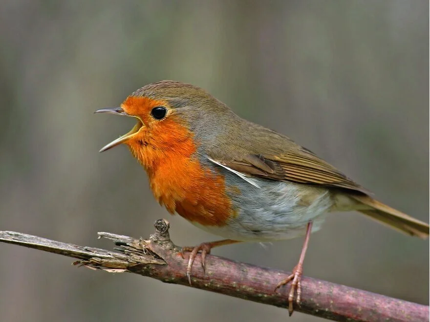 Robin+Redbreast.jpg