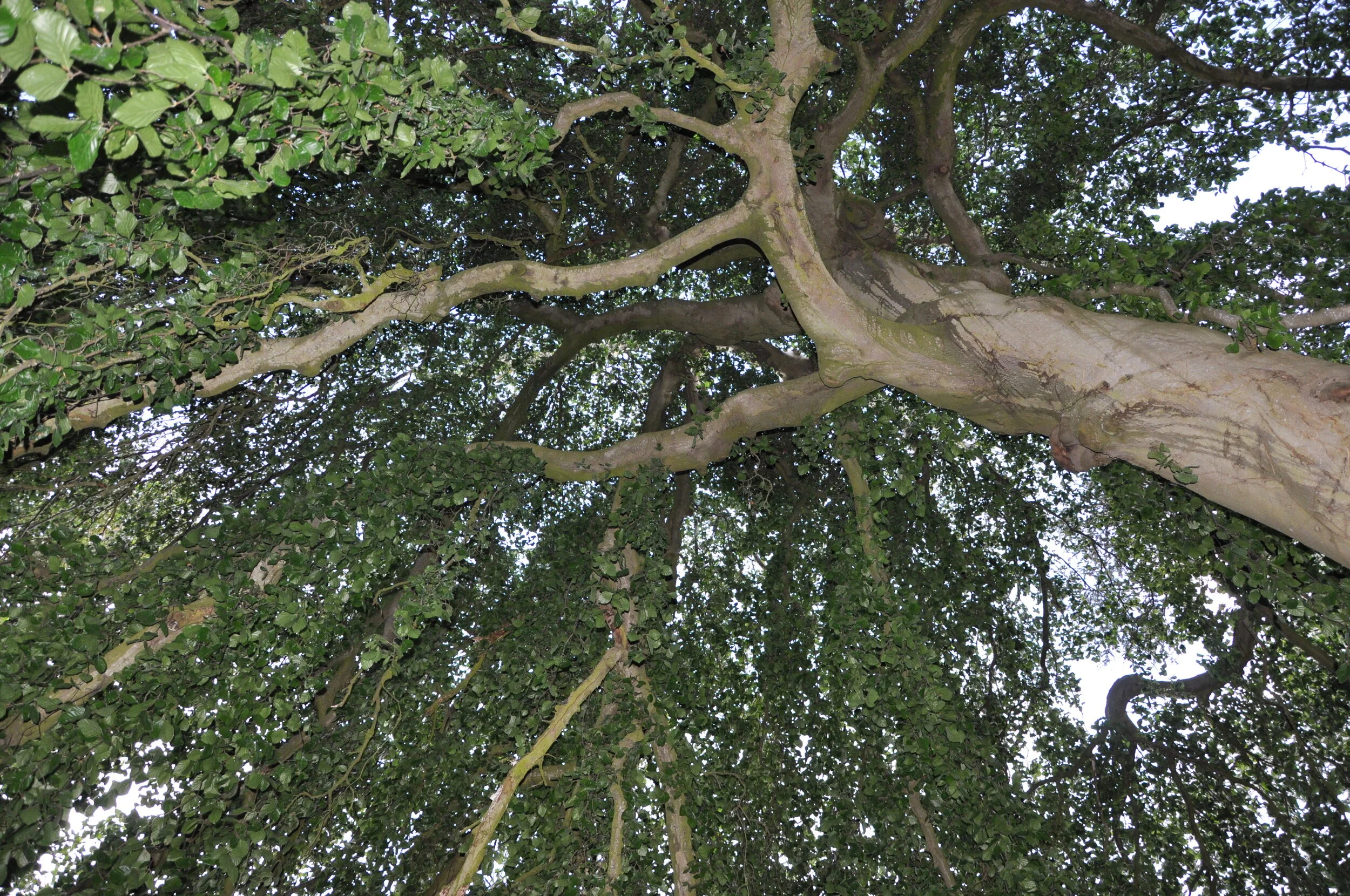 300 year old Weeping Beech Tree
