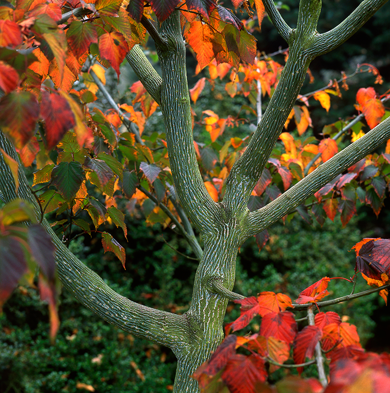 Acer capillipes .png