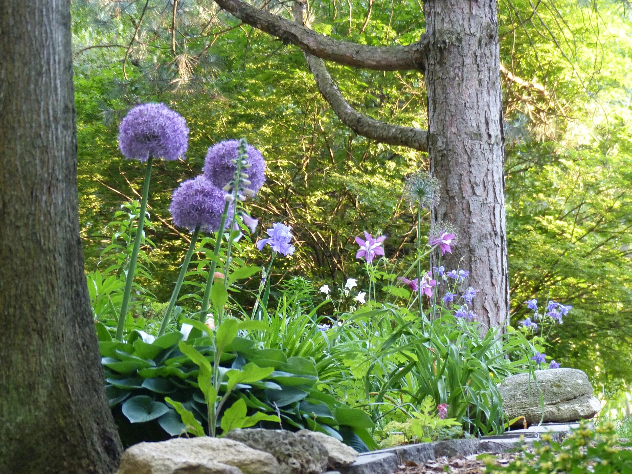 Allium+Globemaster5.jpg