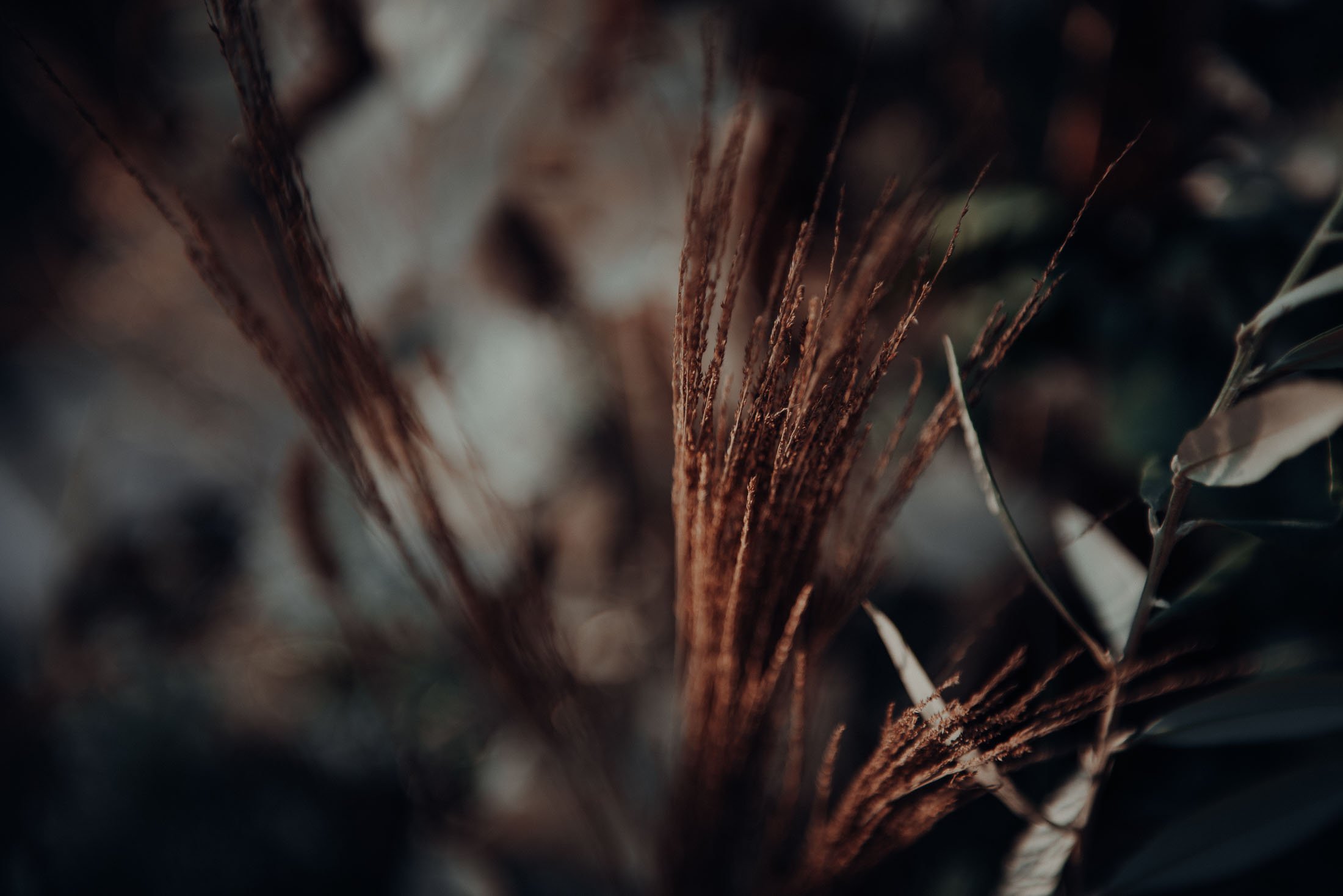  Dried red pampas 