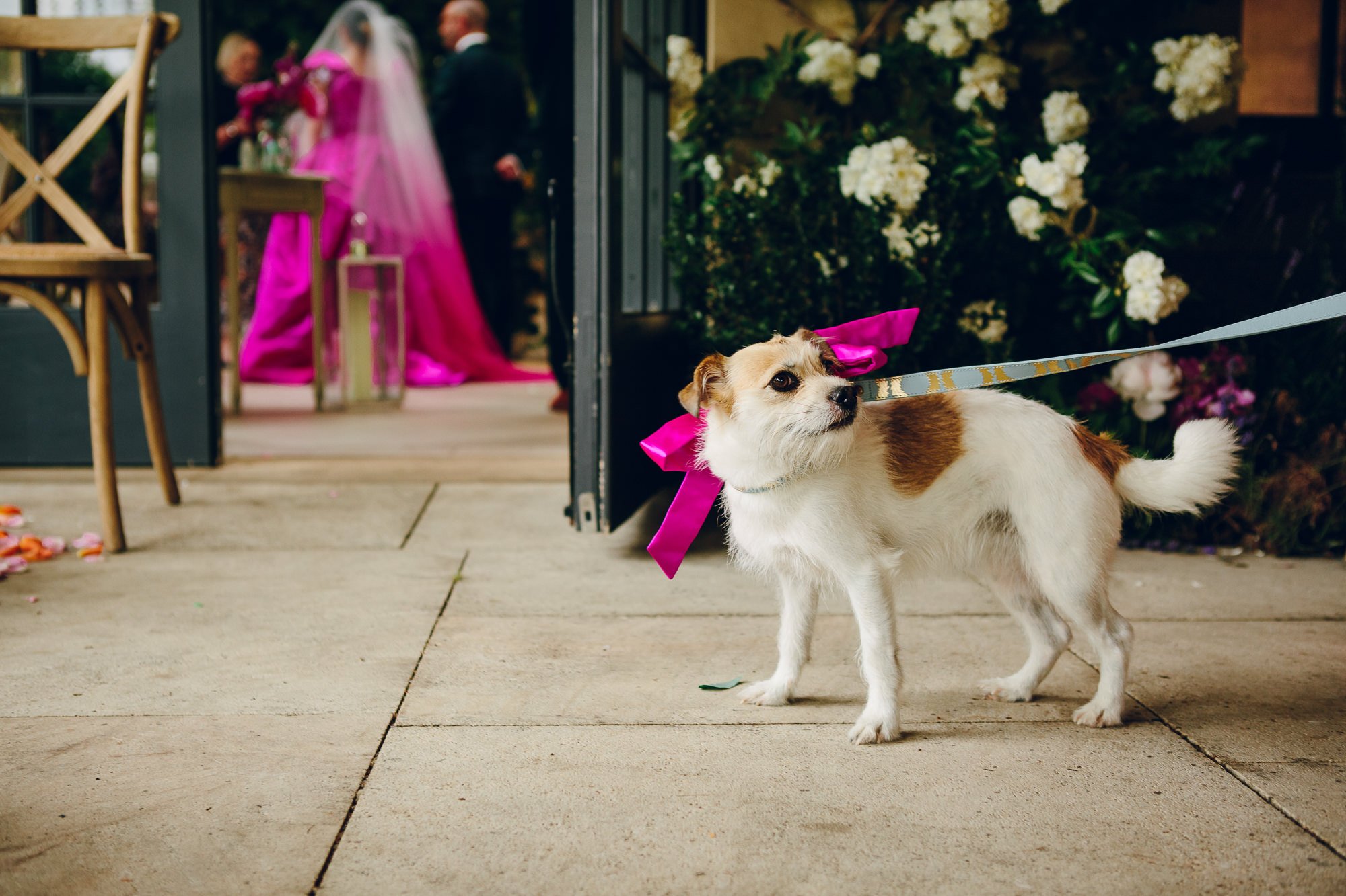  Every detail has been captured by the wedding photographer. This beautiful composition captures a small dog as part of the wedding party, wearing a pink ribbon which matches the pink in the brides wedding dress which can be seen in the distance thro