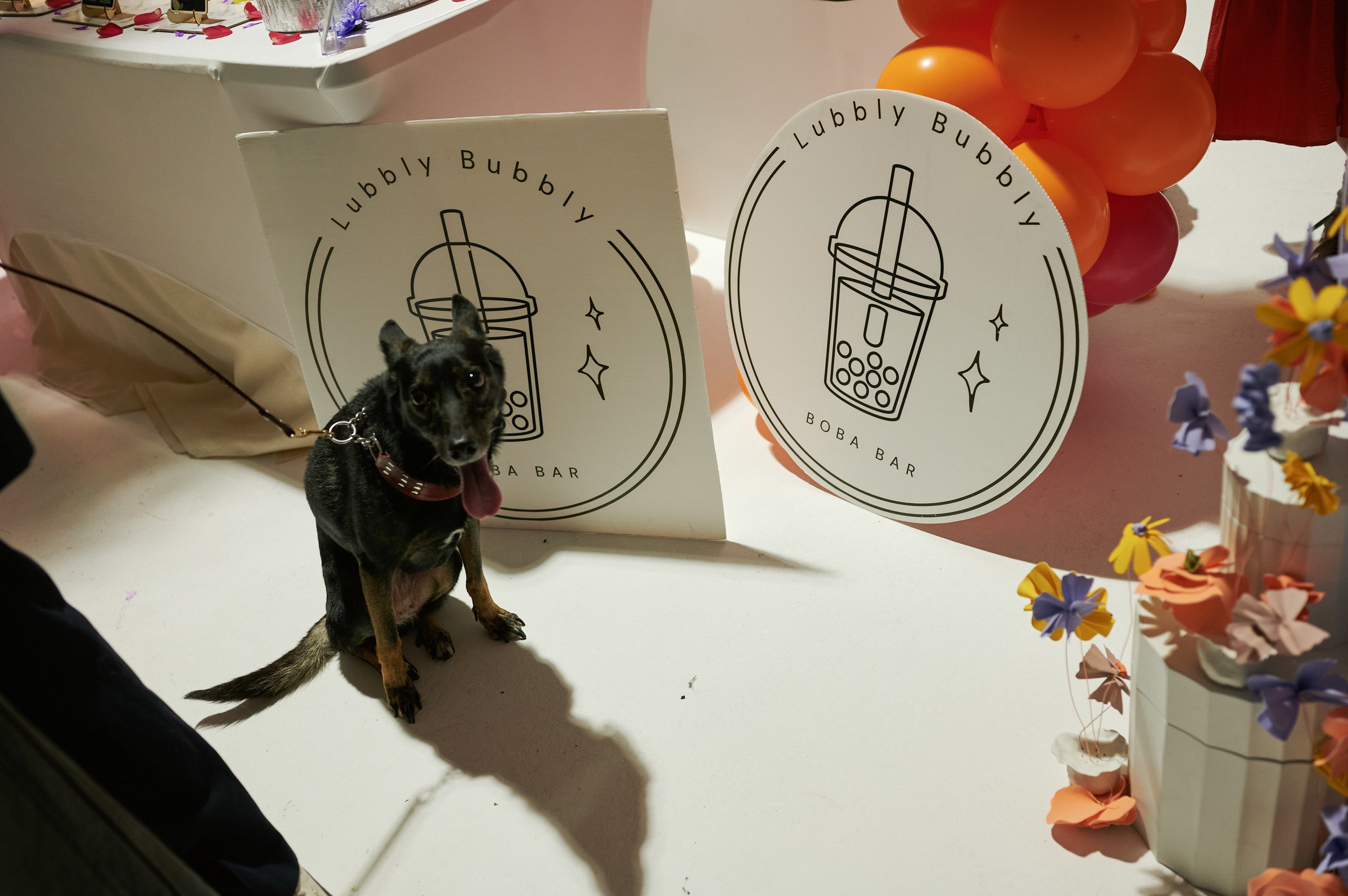  A little black dog at The Un-Wedding show, sitting by a sign that says ‘Lubbly Bubbly Boba Bar’ 