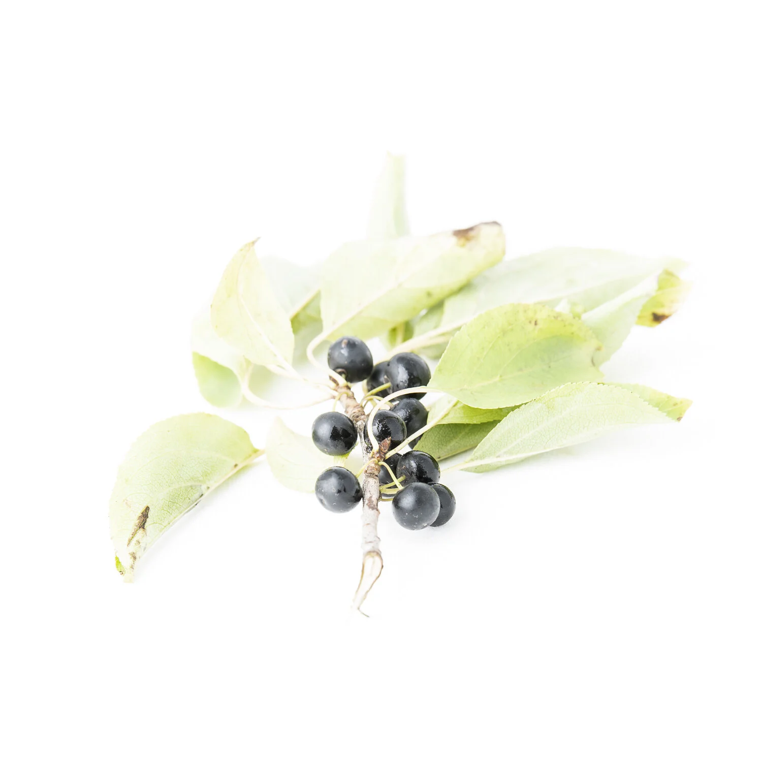 Buckthorn berries