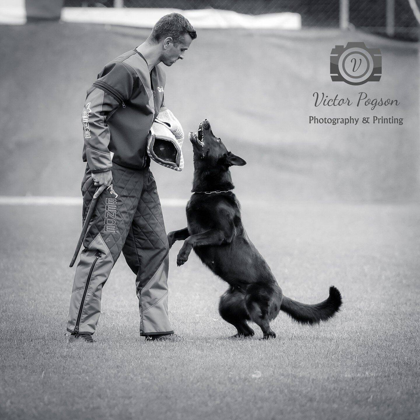 One of my favourites from the recent WUSV World Championship Universal. Photos of most competitors are now available at https://victorpogson.picfair.com 

#wusv #universal #championship #gsd #germanshepherd #schaefferhund #sursee #weltmeisterschaft #