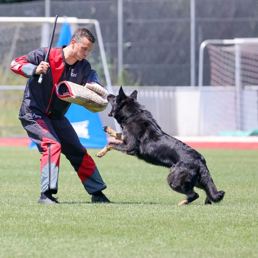 We expect to have the photos from Saturday and Sunday at the WUSV Weltmeisterschaft Universal available over the weekend. Thank you for your understanding. 

#wusv #sursee #weltmeisterschaft #germanshepherd #dogsofinstagram