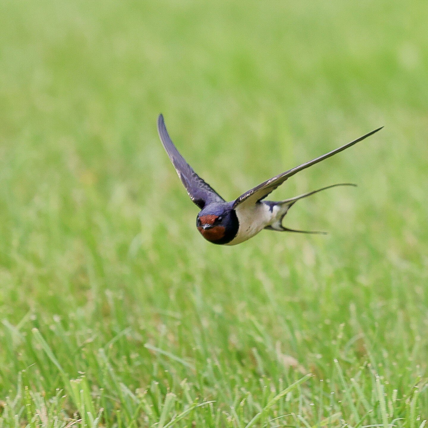 One from last summer - I wonder how long before they are back from their travels...

#swallow #birdphotography #birds #summer