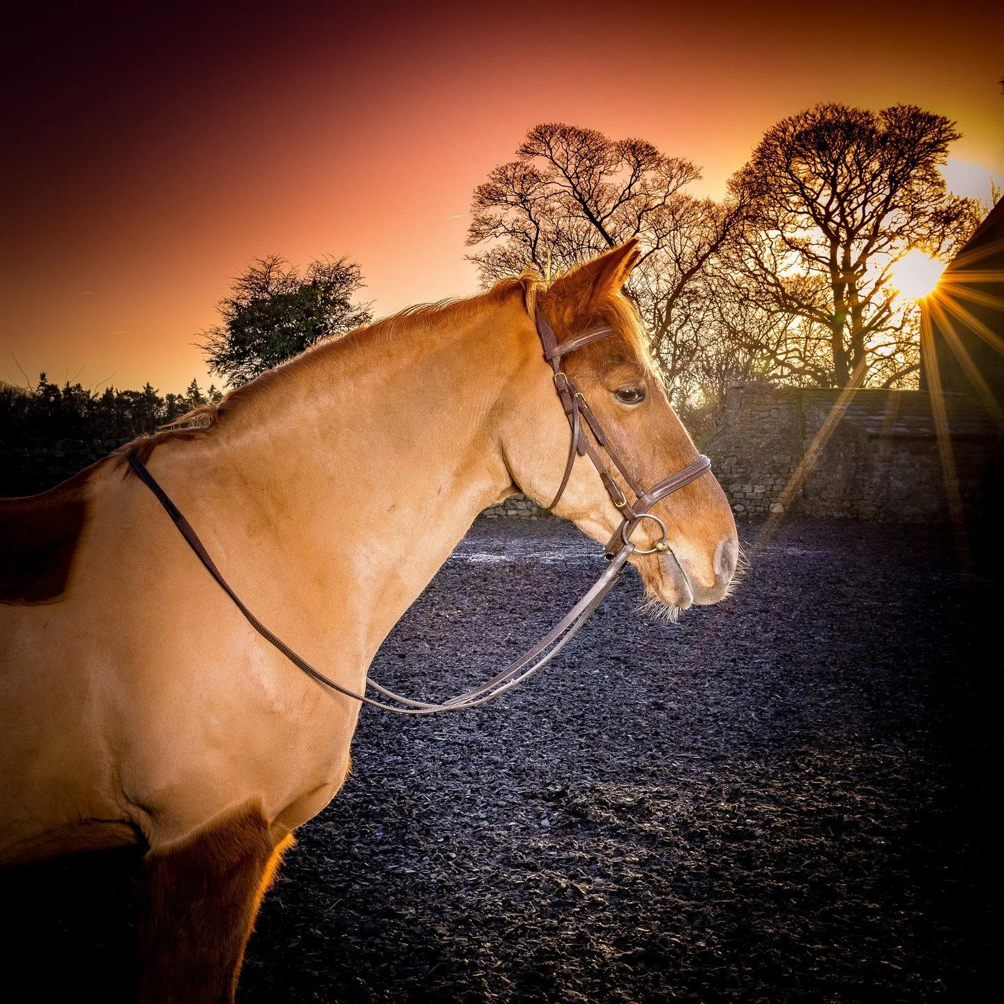 Max
#horse #horses #horselover #horselove #horselife #horsesofinstagram #horseofinstagram #horsephotographer #horsephotography #horsecrazy #horsevents #horseplanet #instahorse #equine #equinephotography #equinephotographer #equinesofinstagram #equin