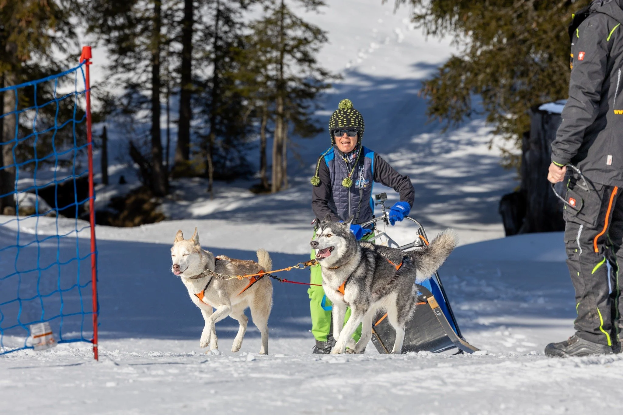 Super day capturing sled dogs yesterday. Managed to avoid getting run over - just!
#lesmosses #internationalsleddograce #soschienspolaires #dogsofinstagram #myswitzerland #skijoring #dogs #huskies #huskylovers #dogphotographer #dogphotography #alpe