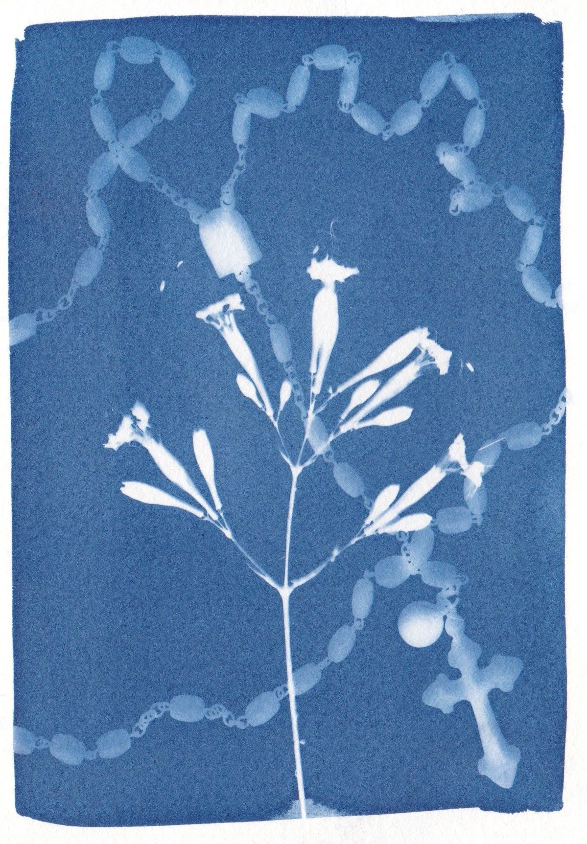 Cyanotype Rosaire