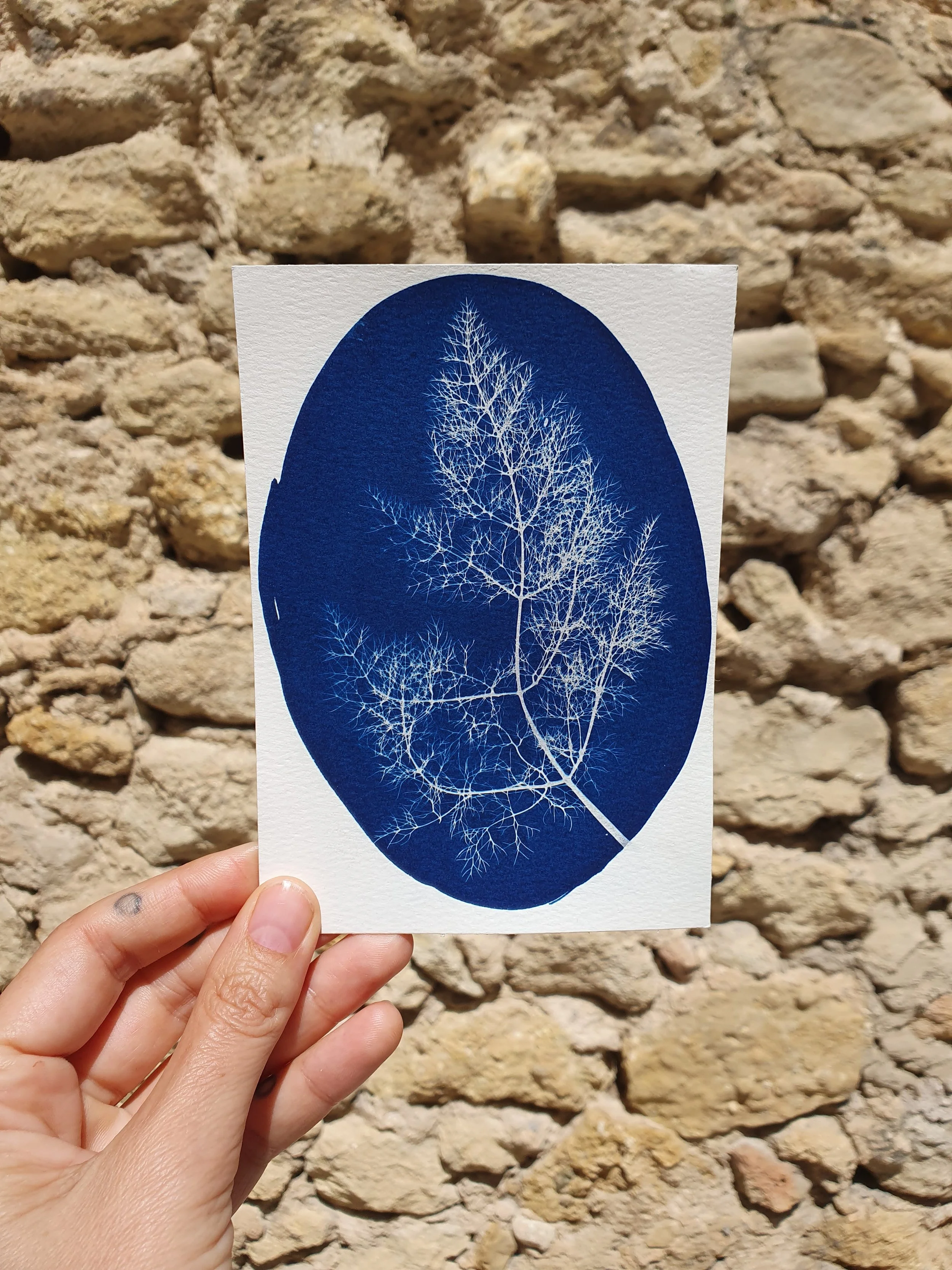 Cyanotype Poumon