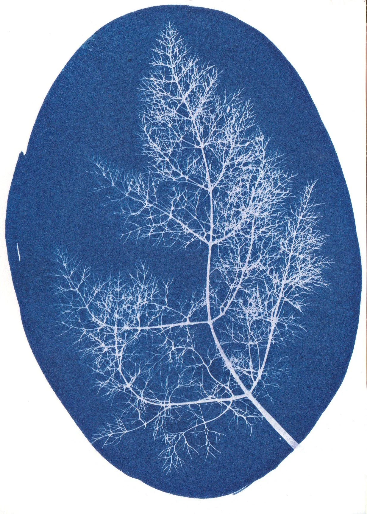 Cyanotype Poumon