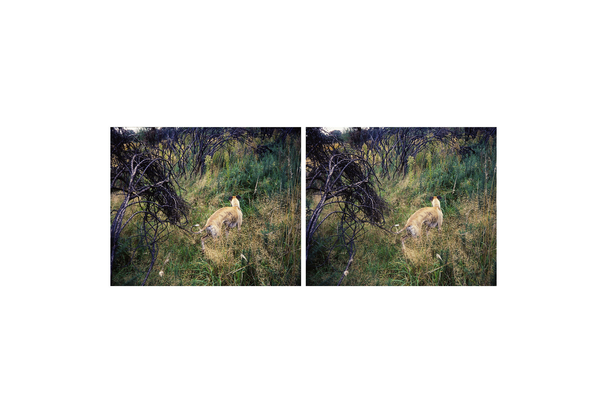Sighthound#1:stereopair_3x2.jpg