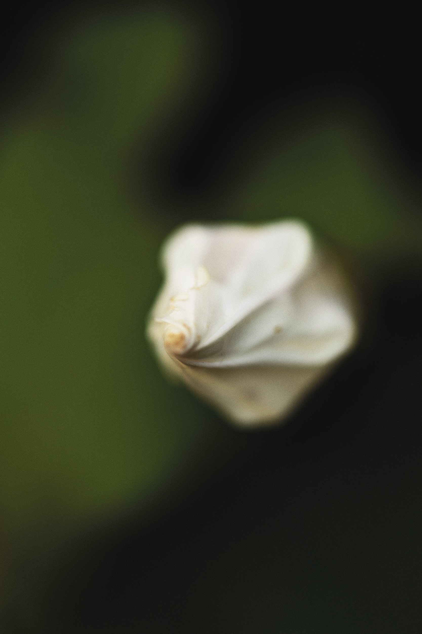 Jo Longhurst_Bud_screen.jpg