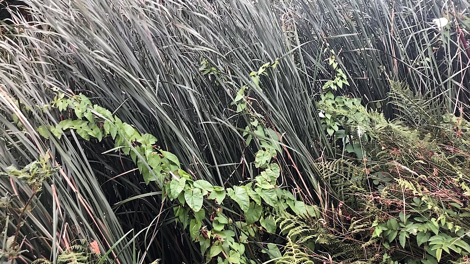 Jo longhurst_Here,Now_videostil.jpg