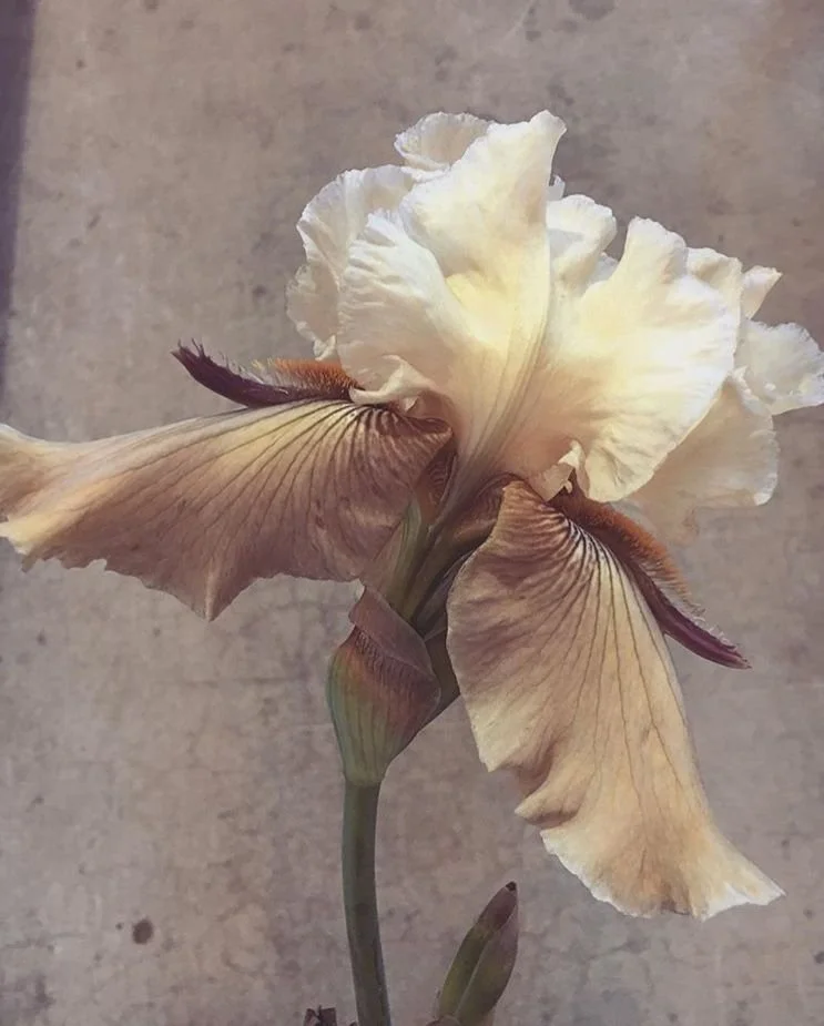 group meeting (online)