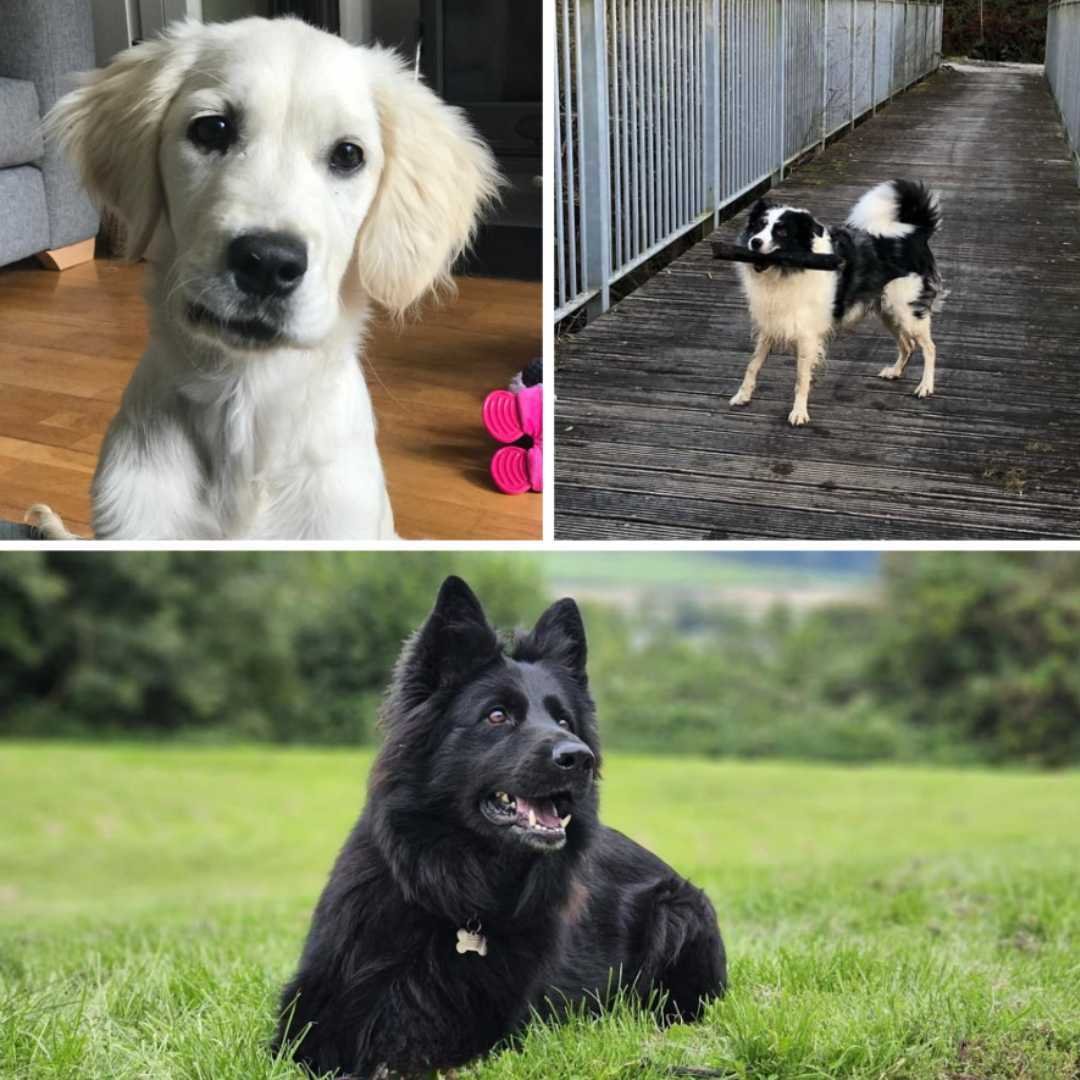 It's #NationalPetDay, and we thought it would be paw-some to share some of our staff pets and furry visitors to Afan Lodge. Swipe to see our fabulous furballs ⬅️

It's no secret that we love our furry friends at Afan Lodge. We're dog-friendly, dog st