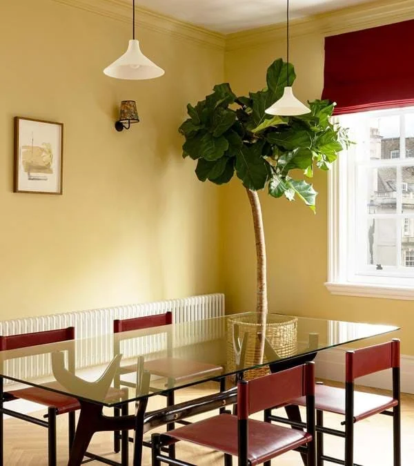 Dining room with a glass-top table, six red chairs, a large potted fiddle leaf fig plant, a radiator, a window with a red window shade, hanging pendant lights, and yellow painted walls.