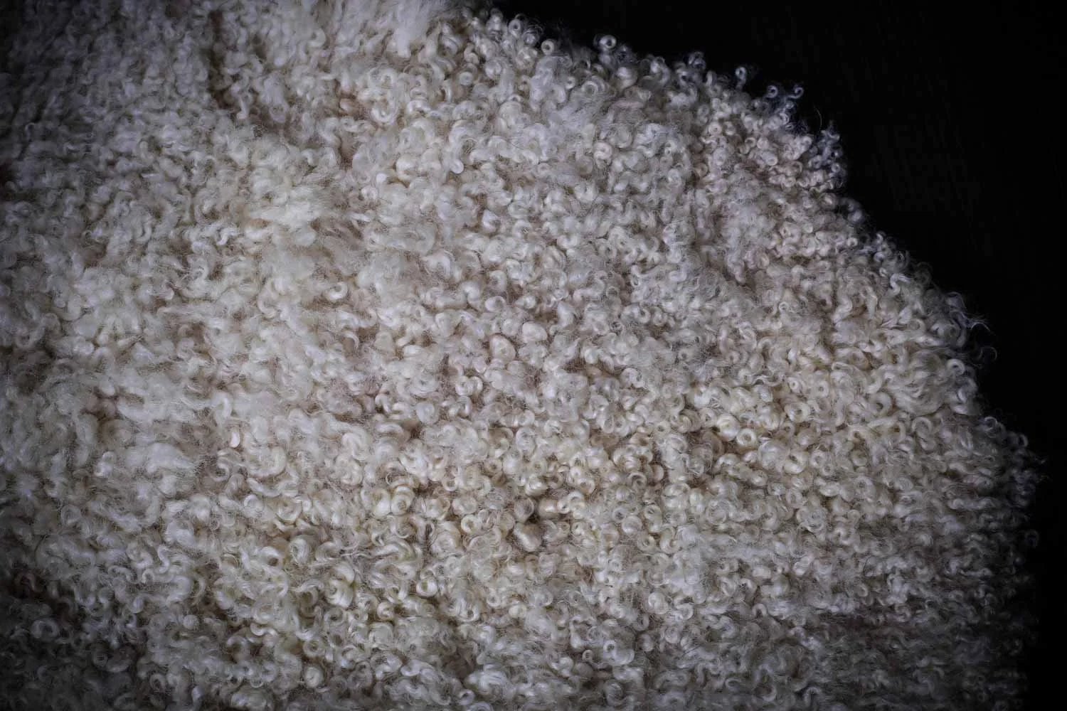 Cream sheepskin rug with tight curl texture.