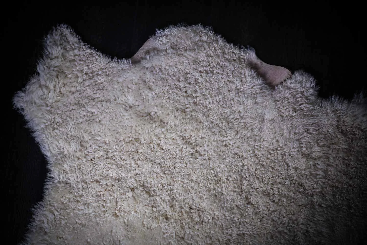 Close up of tight curl texture on sheepskin rug.